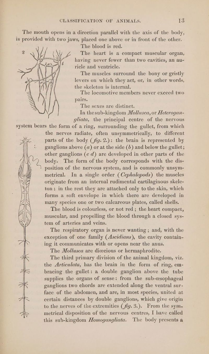 The mouth opens in a direction parallel with the axis of the body, is provided with two jaws, placed one above or in front of the other. | The blood is red. 2 67 inal A uaa The heart is a compact muscular organ, WY shaving never fewer than two cavities, an au- ricle and ventricle. The muscles surround the bony or gristly levers on which they act, or, in other words, the skeleton is internal. The locomotive members never exceed two pairs. The sexes are distinct. In thesub-kingdom Mollusca, or Heterogan- gliata, the principal centre of the nervous system bears the form of a ring, surrounding the gullet, from which the nerves radiate, often unsymmetrically, to different parts of the body (fig. 2.): the brain is represented by ganglions above (a) or at the side (0) and below the gullet; other ganglions (¢ d) are developed in other parts of the body. The form of the body corresponds with the dis- ' position of the nervous system, and is commonly unsym- metrical. In a single order (Cephalopods) the muscles originate from an internal rudimental cartilaginous skele- ton: in the rest they are attached only to the skin, which forms a soft envelope in which there are developed in many species one or two calcareous plates, called shells. The blood is colourless, or not red; the heart compact, muscular, and propelling the blood through a closed sys- tem of arteries and veins. The respiratory organ is never wanting ; and, with the exception of one family (Ascidians), the cavity contain- ing it communicates with or opens near the anus. The Mollusca are dicecious or hermaphrodite. The third primary division of the animal kingdom, viz. the Articulata, has the brain in the form of ring, em- bracing the gullet: a double ganglion above the tube supplies the organs of sense: from the sub-cesophageal ganglions two chords are extended along the ventral sur- face of the abdomen, and are, in most species, united at certain distances by double ganglions, which give origin to the nerves of the extremities (fig. 3.). From the sym- metrical disposition of the nervous centres, I have called this sub-kingdom Homogangliata. ‘The body presents a