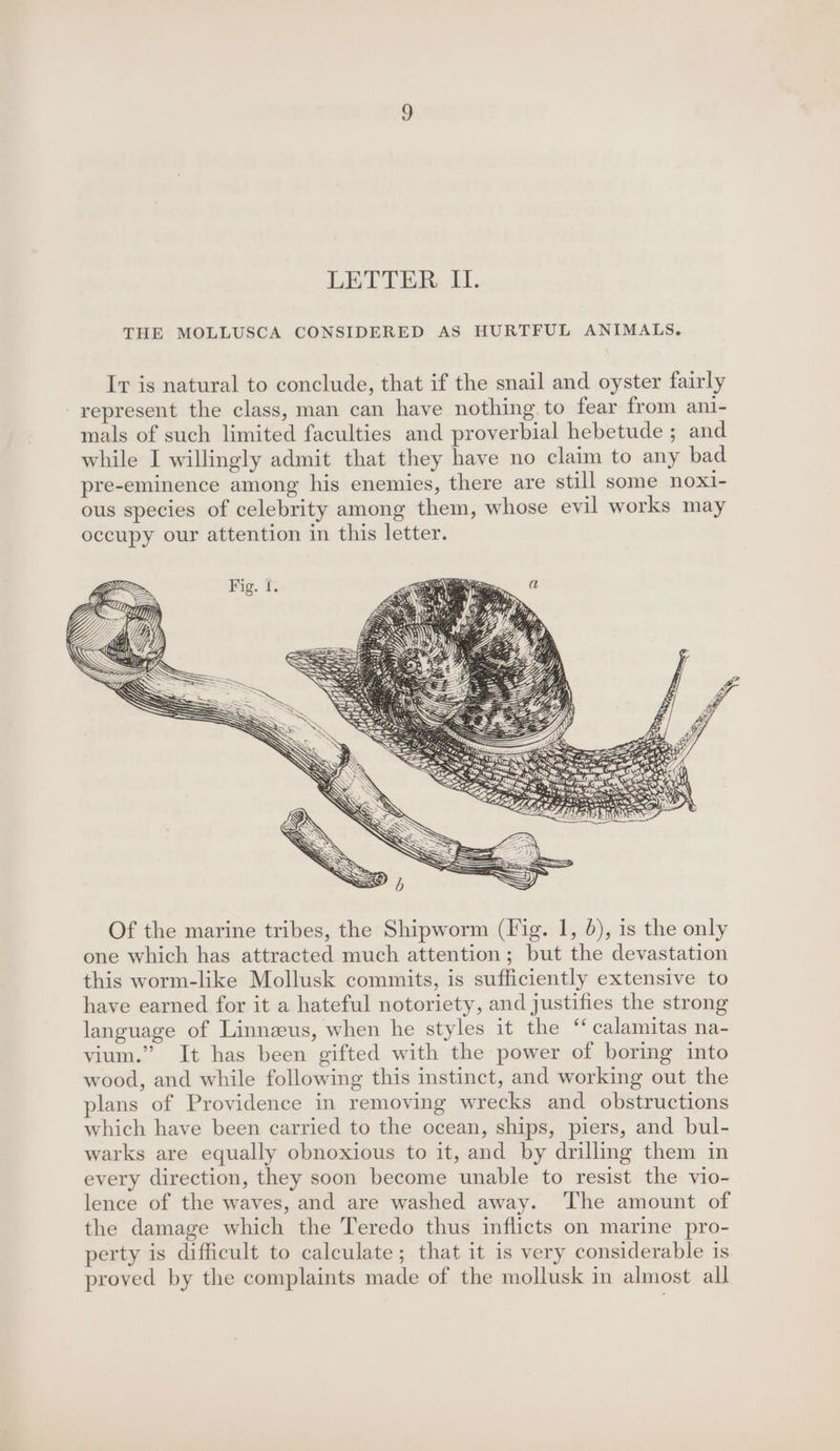 THE MOLLUSCA CONSIDERED AS HURTFUL ANIMALS. Ir is natural to conclude, that if the snail and oyster fairly represent the class, man can have nothing to fear from ani- mals of such limited faculties and proverbial hebetude ; and while I willingly admit that they have no claim to any bad pre-eminence among his enemies, there are still some nox1- ous species of celebrity among them, whose evil works may occupy our attention in this letter. Of the marine tribes, the Shipworm (Fig. 1, 6), is the only one which has attracted much attention; but the devastation this worm-like Mollusk commits, is sufficiently extensive to have earned for it a hateful notoriety, and justifies the strong language of Linneus, when he styles it the ‘“ calamitas na- vium.” It has been gifted with the power of boring into wood, and while following this instinct, and working out the plans of Providence in removing wrecks and obstructions which have been carried to the ocean, ships, piers, and bul- warks are equally obnoxious to it, and by drilling them in every direction, they soon become unable to resist the vio- lence of the waves, and are washed away. ‘The amount of the damage which the Teredo thus inflicts on marine pro- perty is difficult to calculate; that it is very considerable is proved by the complaints made of the mollusk in almost all