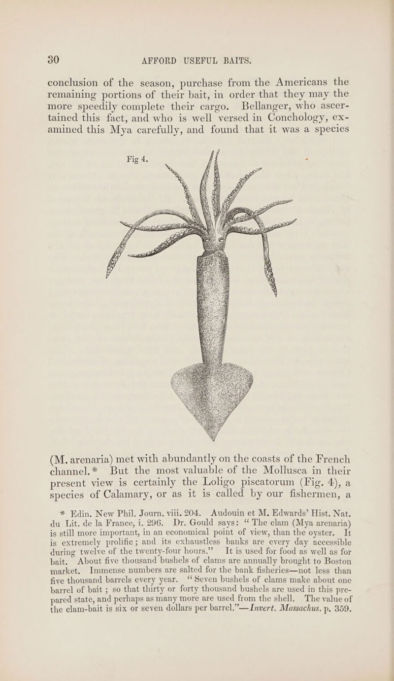 conclusion of the season, purchase from the Americans the remaining portions of their bait, in order that they may the more speedily complete their cargo. Bellanger, who ascer- tained this fact, and who is well versed in Conchology, ex- amined this Mya carefully, and found that it was a species Fig 4. fi : (M. arenaria) met with abundantly on the coasts of the French channel.* But the most valuable of the Mollusca in their present view is certainly the Loligo piscatorum (Tig. 4), a species of Calamary, or as it is called by our fishermen, a * Edin. New Phil. Journ. viii. 204. Audouin et M. Edwards’ Hist. Nat. du Lit. de la France, i. 296. Dr. Gould says: “ The clam (Mya arenaria) is still more important, in an economical point of view, than the oyster. It is extremely prolific; and its exhaustless banks are every day accessible during twelve of the twenty-four hours,” It is used for food as well as for bait. About five thousand bushels of clams are annually brought to Boston market. Immense numbers are salted for the bank fisheries—not less than five thousand barrels every year. ‘‘ Seven bushels of clams make about one barrel of bait ; so that thirty or forty thousand bushels are used in this pre- pared state, and perhaps as many more are used from the shell. The value of the clam-bait is six or seven dollars per barrel.” —Invert. Massachus. p. 359. _