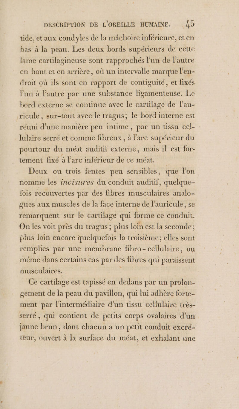 tide, et aux condyles de la mâchoire inférieure, et en bas à la peau. Les deux bords supérieurs de cette lame carülagineuse sont rapprochés l’un de l'autre en haut et en arrière, où un intervalle marque l’en- droit où ils sont en rapport de contiguité, et fixés lun à l’autre par une substance ligamenteuse. Le bord externe se continue avec le cartilage de lau- ricule , sur-tout avec le tragus; le bord interne est réuni d’une manière peu intime , par un üssu cel- lulaire serré et comme fibreux , à l'arc supérieur du pourtour du méat auditit externe, mais il est for- tement fixé à l arc inférieur de ce meéat. Deux ou trois fentes peu sensibles, que l’on nomme les incisures du conduit auditif, quelque- fois recouvertes par des fibres musculaires analo- gues aux muscles de la face interne de lauricule, se remarquent sur le cartilage qui forme ce conduit. On les voit près du tragus ; plus loin est la seconde; plus loin encore quelquefois la troisième; elles sont remplies par une membrane fibro- cellulaire, ou même dans certains cas par des fibres qui paraissent musculaires. Ce cartilage est tapissé en dedans par un prolon- gement de la peau du pavillon, qui lui adhère forte- ment par l'intermédiaire d’un tissu cellulaire très- serré, qui contient de petits corps ovalaires d’un jaune brun, dont chacun a un petit conduit excré- ieur, ouvert à la surface du méat, et exhalant une