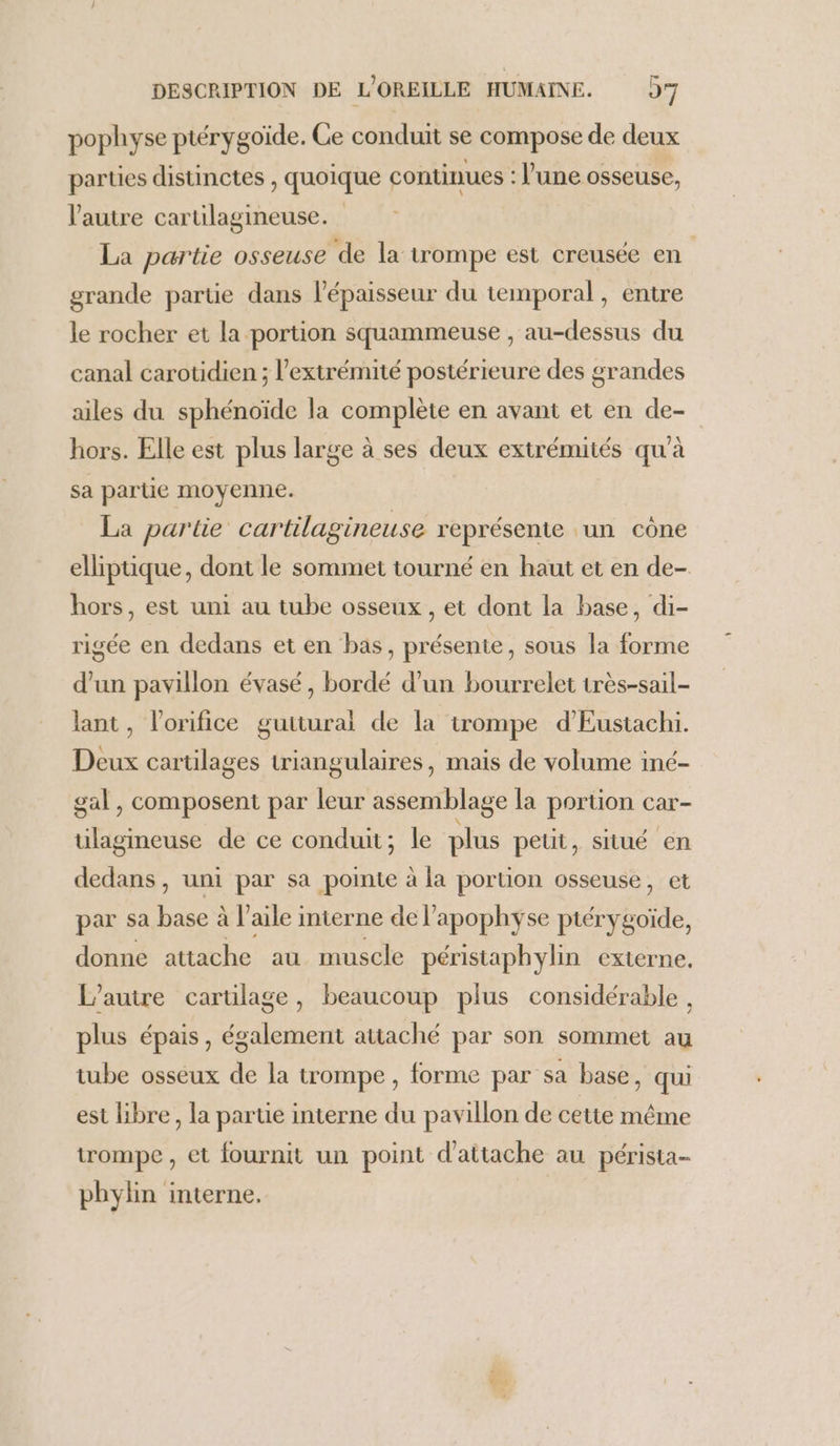 pophyse piérygoïde. Ce conduit se compose de deux parties distinctes , quoique continues : l’une osseuse, l'autre cartilagineuse. La partie osseuse de la trompe est creusée en grande parte dans l'épaisseur du temporal, entre le rocher et la portion squammeuse , au-dessus du canal carotidien ; l'extrémité postérieure des grandes ailes du sphénoïde la complète en avant et en de- hors. Elle est plus large à ses deux extrémités qu'à sa partie moyenne. La partie cartilagineuse représente un cône elliptique, dont le sommet tourné en haut et en de- hors, est uni au tube osseux, et dont la base, di- rigée en dedans et en bas, présente, sous la forme d'un pavillon évasé, bordé d’un bourrelet très-sail- lant, l’orifice gutturai de la trompe d'Eustachi. Deux cartilages triangulaires, mais de volume iné- gal , composent par leur assemblage la portion car- ülagineuse de ce conduit; le plus petit, situé en dedans, uni par sa pointe à la portion osseuse, et par sa base à l'aile interne de l’apophyse ptérygoïde, donne attache au muscle péristaphylin externe. L’auire carulage, beaucoup plus considérable, plus épais, également attaché par son sommet au tube osséux de la trompe, forme par sa base, qui est libre, la parue interne du pavillon de cette même trompe , et fournit un point d'attache au pérista- phylin interne. fous