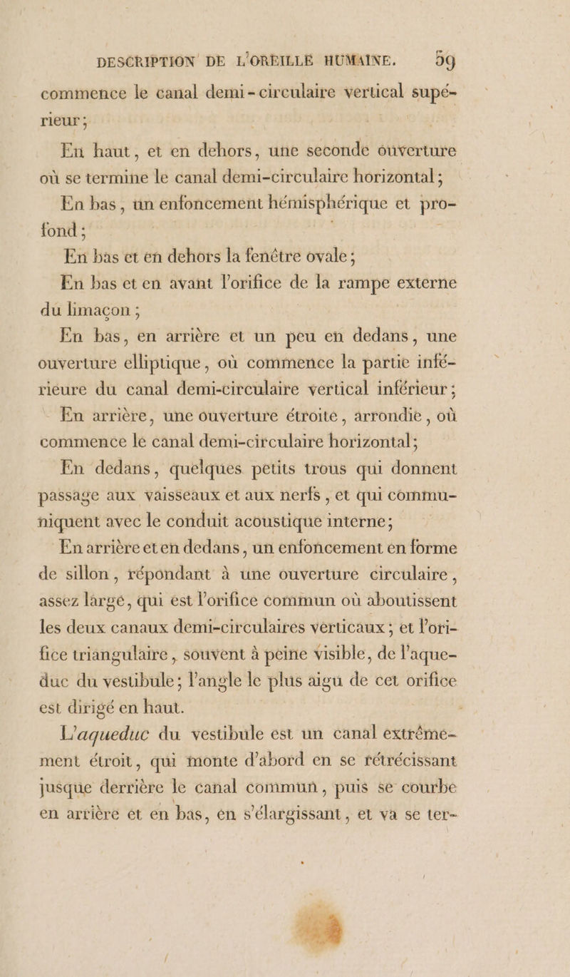 commence le canal demi- circulaire verucal supé- rieur ; En haut, et en dehors, une seconde ouverture où se termine le canal demi-circulaire horizontal ; En bas, ün enfoncement hémisphérique et pro- fond ; | | 2: En bas et en dehors la fenêtre ovale ; En bas et en avant l’orifice de la rampe externe du Himaçon ; En bas, en arrière et un peu en dedans, une ouverture elliptique, où commence la partie infé- rieure du canal demi-circulaire vertical inférieur ; - En arrière, une ouverture étroite, arrondie, où commence le canal demi-circulaire horizontal; En dedans, quelques petits trous qui donnent passage aux vaisseaux et aux nerfs , ét qui commu- niquent avec le conduit acoustique interne; En arrière eten dedans, un enfoncement en forme de sillon, répondant à une ouverture circulaire, assez largé, qui est l’orifice commun où aboutissent les deux canaux demi-circulaires verticaux ; et l’ori- fice triangulaire , souvent à peine visible, de l’aque- duc du vesubule; l'angle le plus aigu de cet orifice est dirigé en haut. | L’aqueduc du vestibule est un canal extrême- ment étroit, qui monte d’abord en se rétrécissant jusque derrière le canal commun, puis se courbe en arrière ét en bas, én s'élargissant, et va se ter-
