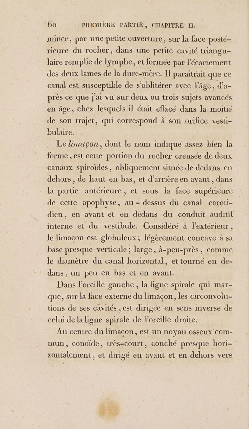 miner, par une peute ouverture, sur la face posté- rieure du rocher, dans une petite cavité triangu- laire remplie de Iymphe, et formée par l’écartement des deux lames de la dure-mère. Il paraïtrait que ce canal est susceptible de s’oblitérer avec l’âge, d’a- près ce que j'ai vu sur deux ou trois sujets avancés en âge, chez lesquels il était effacé dans la moïué de son trajet, qui correspond à son orifice vesti- bulaire. Le limacon, dont le nom indique assez bien la forme , est cette portion du rocher creusée de deux canaux spiroïdes, obliquement située de dedans en dehors , de haut en bas, et d’arrière en avant, dans la parte antérieure , et sous la face supérieure de cette apophyse, au - dessus du canal carou- dien, en avant et en dedans du conduit auditif interne et du vestibule. Considéré à l'extérieur, le limaçon est globuleux; légèrement concave à sa base presque verticale; large, à-peu-près, comme le diamètre du canal horizontal, et tourné en de- dans, un peu en bas et en avant. Dans l'oreille gauche , la ligne spirale qui mar- que, sur la face externe du limacon, les circonvolu- üons de ses cavités , est dirigée en sens inverse de celui de la ligne spirale de l'oreille droite. Au centre du limaçon, est un noyau osseux com- mun, conoïde, très-court, couché presque hori- zontalement , et dirigé en avant et en dehors vers i