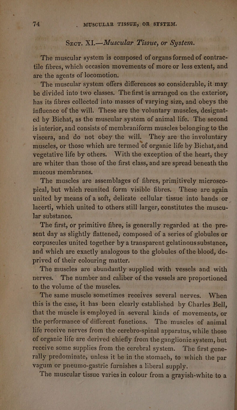 Sect. Xl.—Muscular Tissue, or System. The muscular system is composed of organs formed of contrac- tile fibres, which occasion movements of more or less extent, are the agents of locomotion. The iuacull system offers differences so considerable, it may be divided into two classes. The first is arranged on the exterior, has its fibres collected into masses of varying size, and obeys the influence of the will. These are the voluntary muscles, designat- ed by Bichat, as the muscular system of animal life. The second is interior, and consists of membraniform muscles belonging to the viscera, and do not obey the will, They are the involuntary muscles, or those which are termed ‘of organic life by Bichat, and vegetative life by others. With the exception of the heart, they are whiter than those of the first class, and are spread beneath the mucous membranes, The muscles are assemblages of fibres, primitively microsco- pical, but which reunited form visible fibres. These are again united by means of a soft, delicate cellular tissue into bands or lacerti, which united to others still larger, constitutes the muscu- lar substance. . The first, or primitive fibre, is generally regarded at the pre- sent day as slightly flattened, composed of a series of globules or corpuscules united together by a transparent gelatinous substance, and which are exactly analogous to the Swbhhee. of the blood, de- prived of their colouring matter. The muscles are abundantly supplied with vessels and with nerves. The number and caliber of the vessels are proportioned to the volume of the muscles. The same muscle sometimes receives several nerves. When this is the case, it has been clearly established by Charles Bell, that the musele is employed in several kinds of movements, or the performance of different functions. The muscles of animal life receive nerves from the cerebro-spinal apparatus, while those of organic life are derived chiefly from the ganglionic system, but receive some supplies from the cerebral system. The first gene- rally predominate, unless it be in the stomach, to which the par vagum or pneumo-gastric furnishes a liberal supply. The muscular tissue varies in colour from a grayish-white to a