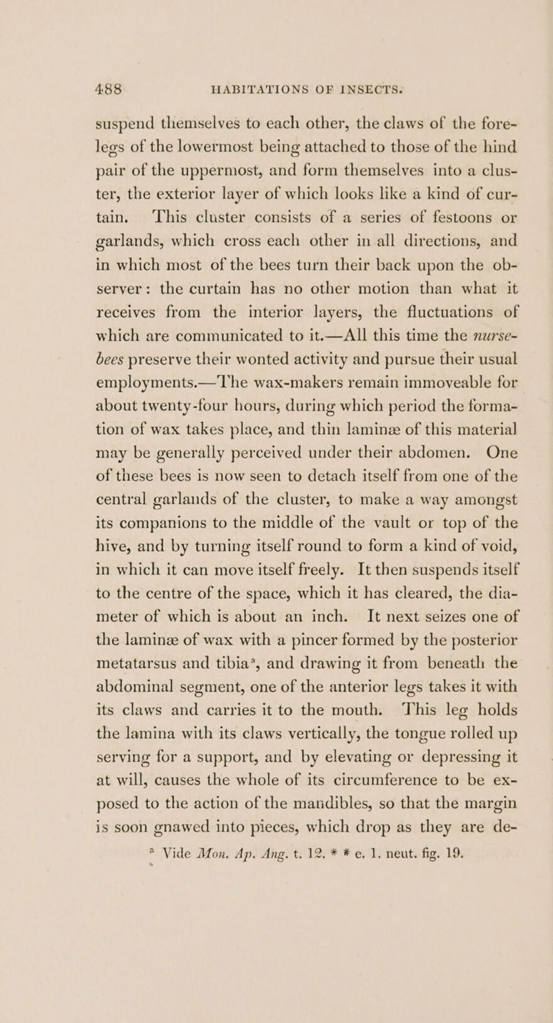 suspend themselves to each other, the claws of the fore- legs of the lowermost being attached to those of the hind pair of the uppermost, and form themselves into a clus- ter, the exterior layer of which looks like a kind of cur- tain. ‘This cluster consists of a series of festoons or garlands, which cross each other in all directions, and in which most of the bees turn their back upon the ob- server: the curtain has no other motion than what it receives from the interior layers, the fluctuations of which are communicated to it.—All this time the nwrse- bees preserve their wonted activity and pursue their usual employments.— The wax-makers remain immoyeable for about twenty-four hours, during which period the forma- tion of wax takes place, and thin laminee of this material may be generally perceived under their abdomen. One of these bees is now seen to detach itself from one of the central garlands of the cluster, to make a way amongst its companions to the middle of the vault or top of the hive, and by turning itself round to form a kind of void, in which it can move itself freely. It then suspends itself to the centre of the space, which it has cleared, the dia- meter of which is about an inch. It next seizes one of the laminze of wax with a pincer formed by the posterior metatarsus and tibia*, and drawing it from beneath the abdominal segment, one of the anterior legs takes it with its claws and carries it to the mouth. ‘This leg holds the lamina with its claws vertically, the tongue rolled up serving for a support, and by elevating or depressing it at will, causes the whole of its circumference to be ex- posed to the action of the mandibles, so that the margin is soon gnawed into pieces, which drop as they are de- * Vide Mon. Ap. Ang. t. 12. * * e. 1. neut. fig. 19.