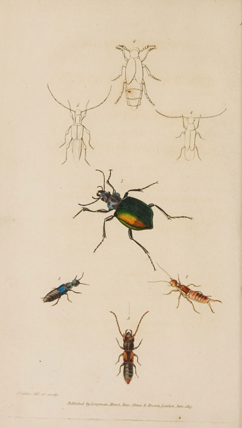 Sore, 1845