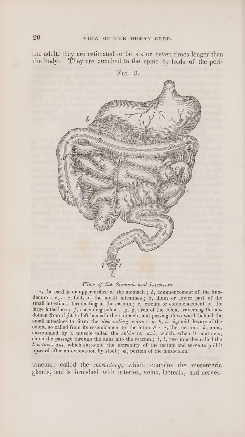the adult, they are estimated to be six or seven times longer than the body. ‘They are attached to the spine by folds of the peri- Mii Mir, S wi WY Ny ae a ‘(Wii 44 ee) . SS iN View of the Stomach and Intestines. a, the cardiac or upper orifice of the stomach ; 6, commencement of the duo- denum ; c, c, c, folds of the small intestines ; d, ilium or lower part of the small intestines, terminating in the cecum ; e, cecum or commencement of the large intestines ; f, ascending colon; g, g, arch of the colon, traversing the ab- domen from right to left beneath the stomach, and passing downward behind the small intestines to form the descending colon; h, h, h, sigmoid flexure of the colon, so called from its resemblance to the letter S; 7, the rectum; k, anus, surrounded by a muscle called the sphincter ani, which, when it contracts, shuts the passage through the anus into the rectum ; J, 1, two muscles called the levatores ani, which surround the extremity of the rectum and serve to pull it upward after an evacuation by stool ; m, portion of the mesocolon. toneum, called the mesentery, which contains the mesenteric glands, and is furnished with arteries, veins, lacteals, and nerves.