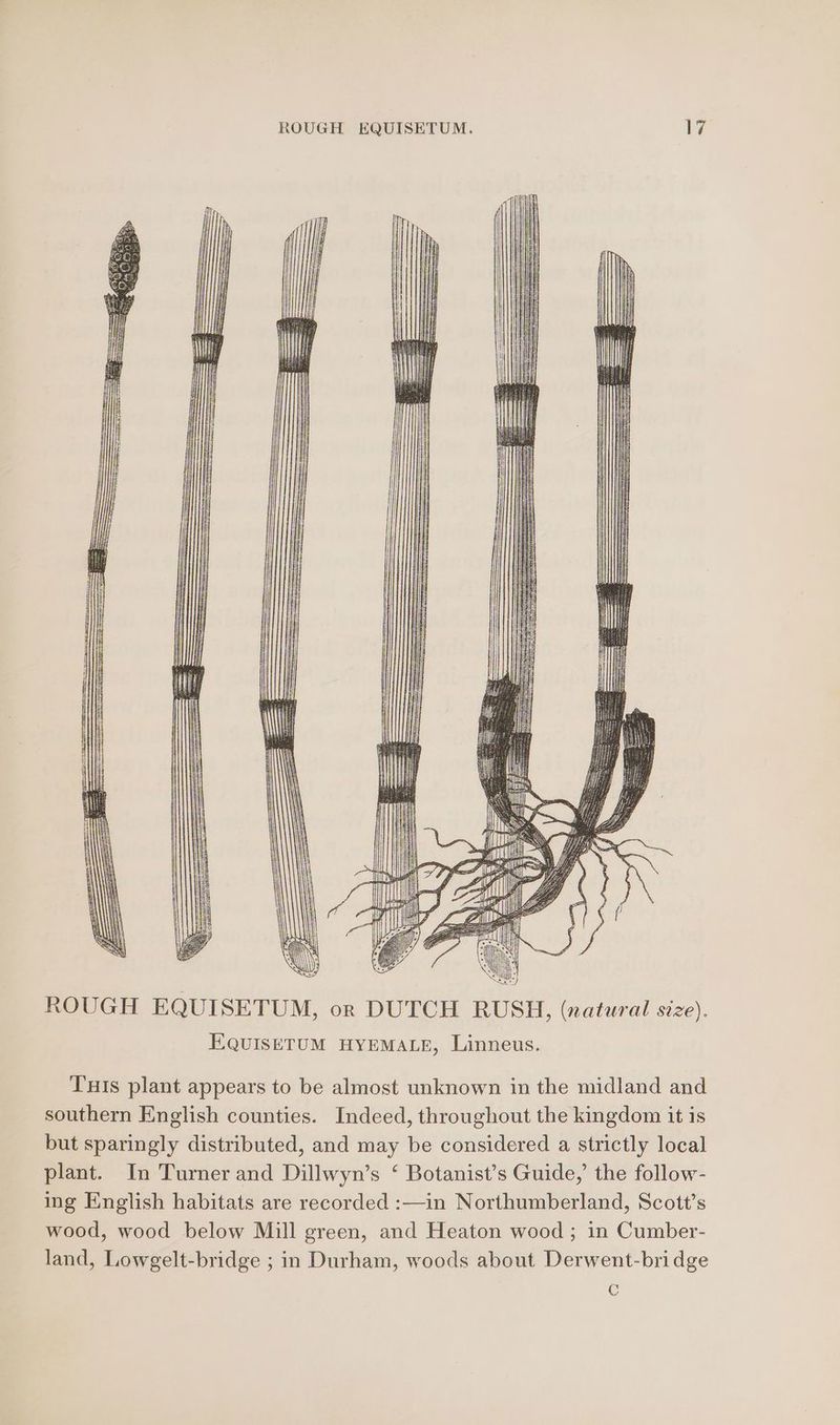| i ROUGH EQUISETUM, or DUTCH RUSH, (natural size). EQUISETUM HYEMALE, Linneus. TIs plant appears to be almost unknown in the midland and southern English counties. Indeed, throughout the kingdom it is but sparingly distributed, and may be considered a strictly local plant. In Turner and Dillwyn’s ‘ Botanist’s Guide,’ the follow- ing English habitats are recorded :—in Northumberland, Scott’s wood, wood below Mill green, and Heaton wood ; in Cumber- land, Lowgelt-bridge ; in Durham, woods about Derwent-bridge C