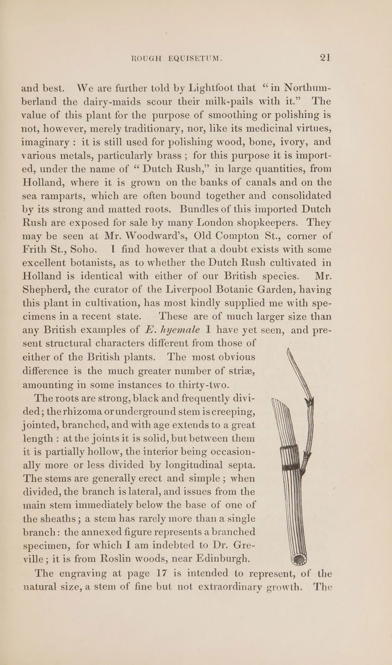 and best. We are further told by Lightfoot that “in Northum- berland the dairy-maids scour their milk-pails with it.” The value of this plant for the purpose of smoothing or polishing is not, however, merely traditionary, nor, like its medicinal virtues, imaginary : it is still used for polishing wood, bone, ivory, and various metals, particularly brass ; for this purpose it is import- ed, under the name of “ Dutch Rush,” in large quantities, from Holland, where it is grown on the banks of canals and on the sea ramparts, which are often bound together and consolidated by its strong and matted roots. Bundles of this imported Dutch Rush are exposed for sale by many London shopkeepers. They may be seen at Mr. Woodward’s, Old Compton St., corner of Frith St., Soho. I find however that a doubt exists with some excellent botanists, as to whether the Dutch Rush cultivated in Holland is identical with either of our British species. Mr. Shepherd, the curator of the Liverpool Botanic Garden, having this plant in cultivation, has most kindly supplied me with spe- cimens in a recent state. ‘These are of much larger size than any British examples of L. hyemale I have yet seen, and pre- sent structural characters different from those of either of the British plants. The most obvious difference is the much greater number of striz, amounting in some instances to thirty-two. The roots are strong, black and frequently divi- ded; therhizoma orunderground stem iscreeping, jointed, branched, and with age extends to a great length : at the joints it is solid, but between them it is partially hollow, the interior being occasion- ally more or less divided by longitudinal septa. The stems are generally erect and simple; when divided, the branch is lateral, and issues from the main stem immediately below the base of one of the sheaths ; a stem has rarely more than a single branch: the annexed figure represents a branched specimen, for which I am indebted to Dr. Gre- ville ; it is from Roslin woods, near Edinburgh. The engraving at page 17 is intended to represent, of the natural size, a stem of fine but not extraordinary growth. The
