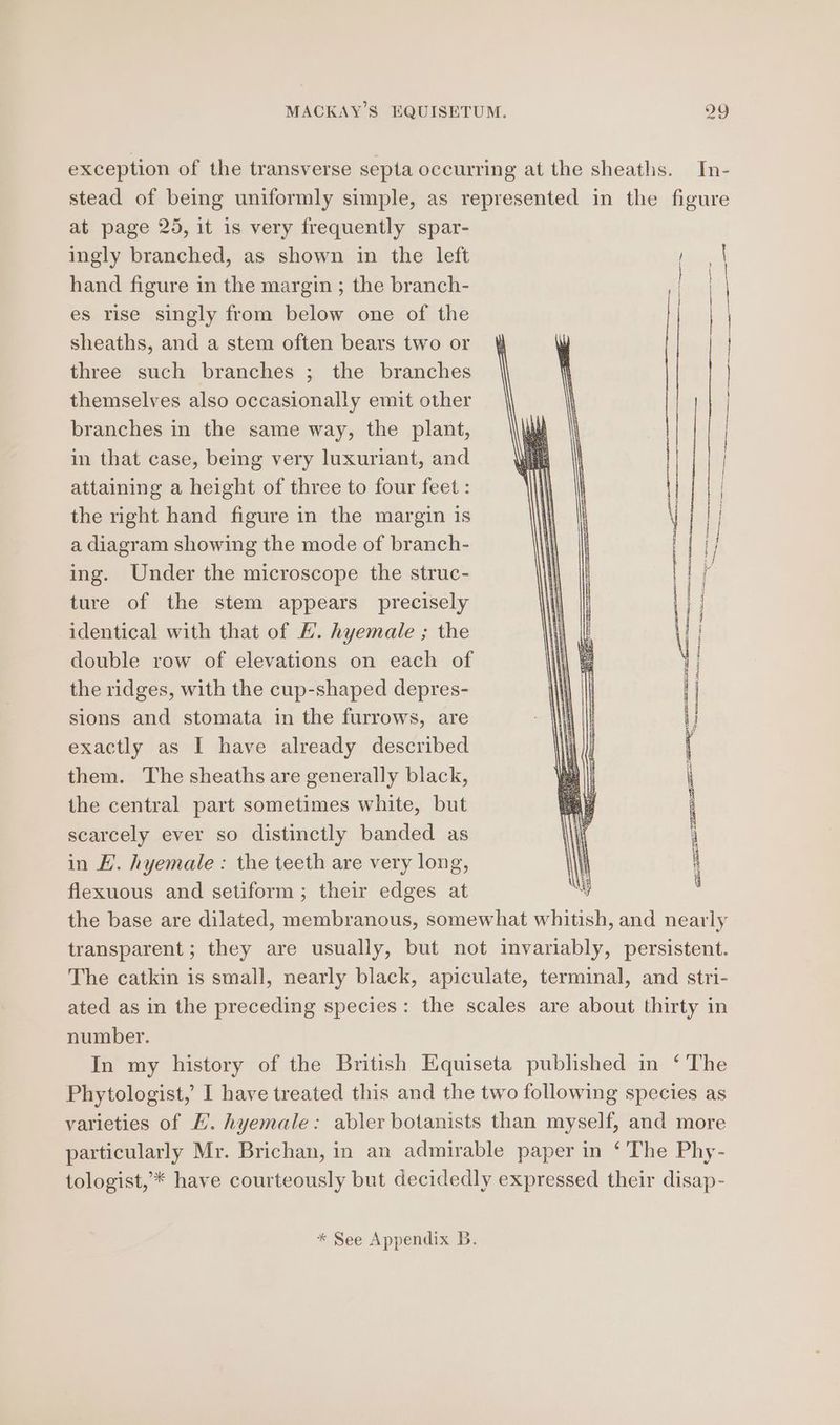 exception of the transverse septa occurring at the sheaths. In- stead of being uniformly simple, as represented in the figure at page 25, it is very frequently spar- ingly branched, as shown in the left hand figure in the margin ; the branch- es rise singly from below one of the sheaths, and a stem often bears two or three such branches ; the branches themselves also occasionally emit other branches in the same way, the plant, in that case, being very luxuriant, and attaining a height of three to four feet : the right hand figure in the margin is a diagram showing the mode of branch- ing. Under the microscope the struc- ture of the stem appears precisely identical with that of HL. hyemale ; the double row of elevations on each of the ridges, with the cup-shaped depres- sions and stomata in the furrows, are exactly as I have already described them. The sheaths are generally black, the central part sometimes white, but scarcely ever so distinctly banded as in E. hyemale : the teeth are very long, flexuous and setiform; their edges at the base are dilated, membranous, somewhat whitish, and nearly transparent; they are usually, but not invariably, persistent. The catkin is small, nearly black, apiculate, terminal, and stri- ated as in the preceding species: the scales are about thirty in | | number. In my history of the British Equiseta published in ‘ The Phytologist, I have treated this and the two following species as varieties of H. hyemale: abler botanists than myself, and more particularly Mr. Brichan, in an admirable paper in ‘ The Phy- tologist,’* have courteously but decidedly expressed their disap- * See Appendix B.