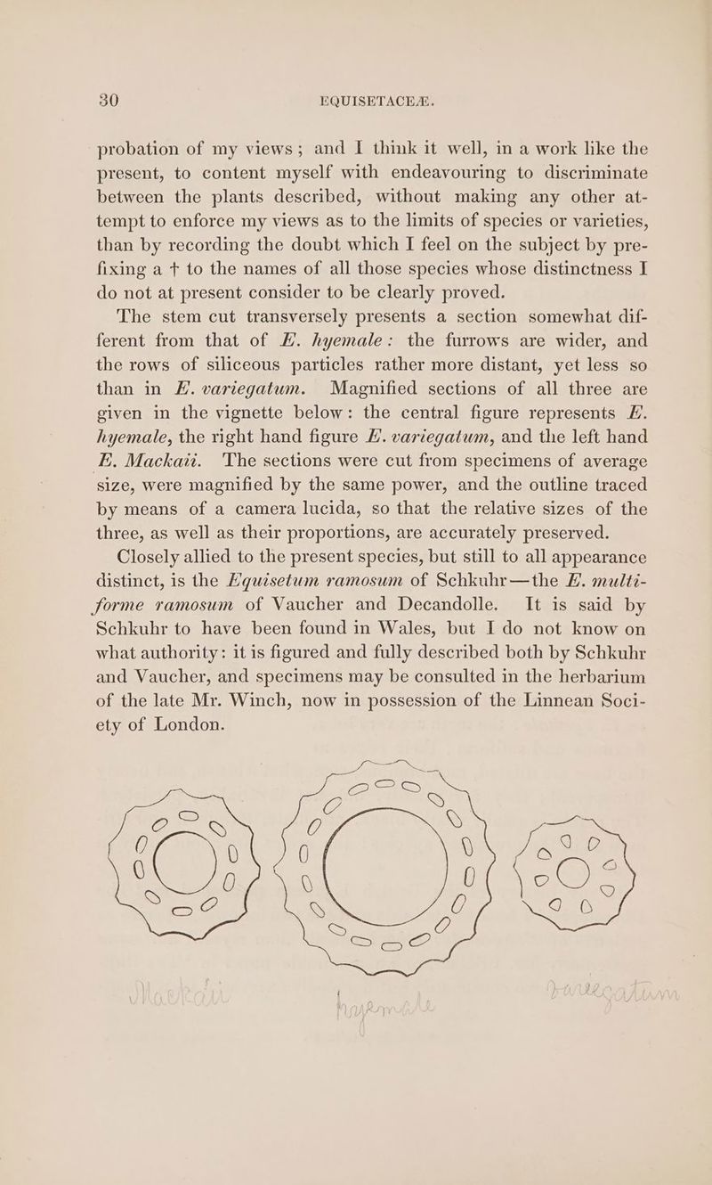 probation of my views; and I think it well, in a work like the present, to content myself with endeavouring to discriminate between the plants described, without making any other at- tempt to enforce my views as to the limits of species or varieties, than by recording the doubt which I feel on the subject by pre- fixing a t to the names of all those species whose distinctness I do not at present consider to be clearly proved. The stem cut transversely presents a section somewhat dif- ferent from that of HK. hyemale: the furrows are wider, and the rows of siliceous particles rather more distant, yet less so than in KH. variegatum. Magnified sections of all three are given in the vignette below: the central figure represents L. hyemale, the right hand figure . vartegatum, and the left hand E. Mackaii. ‘The sections were cut from specimens of average size, were magnified by the same power, and the outline traced by means of a camera lucida, so that the relative sizes of the three, as well as their proportions, are accurately preserved. Closely allied to the present species, but still to all appearance distinct, is the Eguisetum ramosum of Schkuhr—the FE. multz- forme ramosum of Vaucher and Decandolle. It is said by Schkuhr to have been found in Wales, but I do not know on what authority: it is figured and fully described both by Schkuhr and Vaucher, and specimens may be consulted in the herbarium of the late Mr. Winch, now in possession of the Linnean Soci- ety of London.