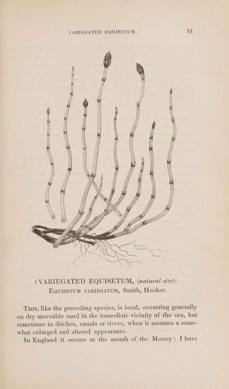 Tuts, like the preceding species, is local, occurring generally on dry moveable sand in the immediate vicinity of the sea, but sometimes in ditches, canals or rivers, when it assumes a some- what enlarged and altered appearance. In England it occurs at the mouth of the Mersey: I have