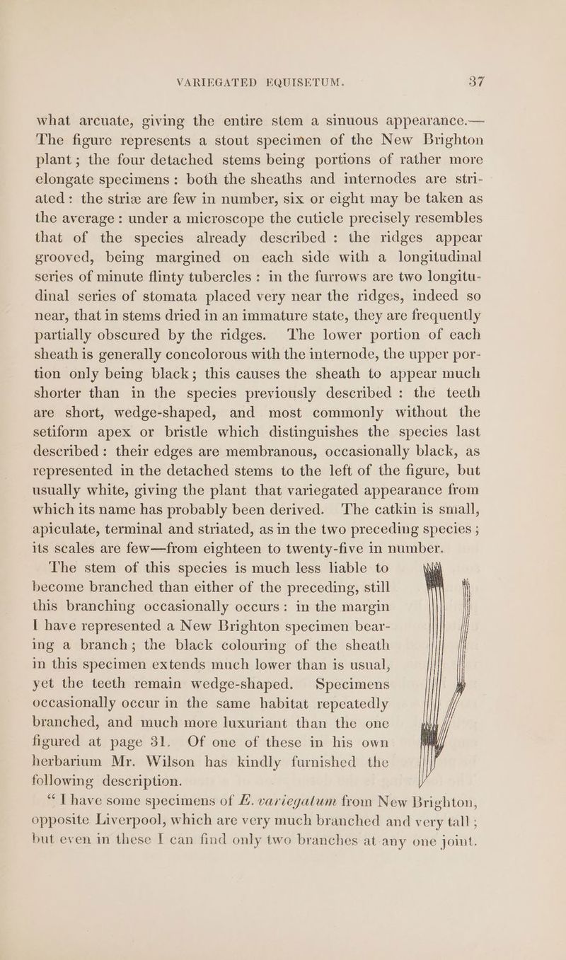 what arcuate, giving the entire stem a sinuous appearance.— The figure represents a stout specimen of the New Brighton plant ; the four detached stems being portions of rather more elongate specimens: both the sheaths and internodes are stri- ated: the striz: are few in number, six or eight may be taken as the average : under a microscope the cuticle precisely resembles that of the species already described : the ridges appear grooved, being margined on each side with a longitudinal series of minute flinty tubercles: in the furrows are two longitu- dinal series of stomata placed very near the ridges, indeed so near, that in stems dried in an immature state, they are frequently partially obscured by the ridges. The lower portion of each sheath is generally concolorous with the internode, the upper por- tion only being black; this causes the sheath to appear much shorter than in the species previously described : the teeth are short, wedge-shaped, and most commonly without the setiform apex or bristle which distinguishes the species last described: their edges are membranous, occasionally black, as represented in the detached stems to the left of the figure, but usually white, giving the plant that variegated appearance from which its name has probably been derived. ‘The catkin is small, apiculate, terminal and striated, as in the two preceding Species ; its scales are few—from eighteen to twenty-five in number. The stem of this species is much less lable to Ai become branched than either of the preceding, still this branching occasionally occurs: in the margin | have represented a New Brighton specimen bear- ing a branch; the black colouring of the sheath in this specimen extends much lower than is usual, yet the teeth remain wedge-shaped. Specimens occasionally occur in the same habitat repeatedly branched, and much more luxuriant than the one figured at page 31. Of one of these in his own herbarrum Mr. Wilson has kindly furnished the folowing description. “| have some specimens of . variegatum from New Biehion: opposite Liverpool, which are very much branched and very tall ; but even in these I can find only two branches at any one joint.