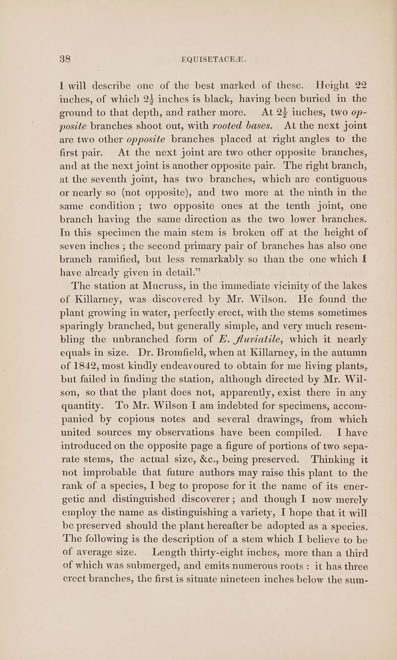 { will describe one of the best marked of these. Hetght 22 inches, of which 24 inches is black, having been buried in the ground to that depth, and rather more. At 23 inches, two op- posite branches shoot out, with rooted bases. At the next joint are two other opposite branches placed at right angles to the first pair. At the next joint are two other opposite branches, and at the next joint is another opposite pair. The right branch, at the seventh joint, has two branches, which are contiguous or nearly so (not opposite), and two more at the ninth in the same condition ; two opposite ones at the tenth joint, one branch having the same direction as the two lower branches. In this specimen the main stem is broken off at the height of seven inches ; the second primary pair of branches has also one branch ramified, but less remarkably so than the one which f have already given in detail.” The station at Mucruss, in the immediate vicinity of the lakes of Killarney, was discovered by Mr. Wilson. He found the plant growing in water, perfectly erect, with the stems sometimes sparingly branched, but generally simple, and very much resem- bling the unbranched form of #. fluviatile, which it nearly equals in size. Dr. Bromfield, when at Killarney, in the autumn of 1842, most kindly endeavoured to obtain for me living plants, but failed in finding the station, although directed by Mr. Wil- son, so that the plant does not, apparently, exist there in any quantity. ‘To Mr. Wilson [ am indebted for specimens, accom- panied by copious notes and several drawings, from which united sources my observations have been compiled. I have introduced on the opposite page a figure of portions of two sepa- rate stems, the actual size, &amp;c., being preserved. Thinking it not improbable that future authors may raise this plant to the rank of a species, I beg to propose for it the name of its ener- getic and distinguished discoverer ; and though I now merely employ the name as distinguishing a variety, I hope that it will be preserved should the plant hereafter be adopted as a species. The following is the description of a stem which I believe to be of average size. Length thirty-eight inches, more than a third of which was submerged, and emits numerous roots : it has three erect branches, the first is situate nineteen inches below the sum-