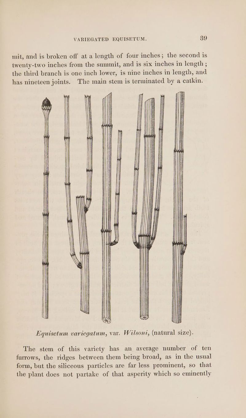 mit, and is broken off at a length of four inches; the second is twenty-two inches from the summit, and is six inches in length ; the third branch is one inch lower, is nine inches in length, and has nineteen joints. The main stem is terminated by a catkin. Equisetum variegatum, var. Wilsont, (natural size). The stem of this variety has an average number of ten furrows, the ridges between them being broad, as in the usual form, but the siliceous particles are far less prominent, so that the plant does not partake of that asperity which so eminently