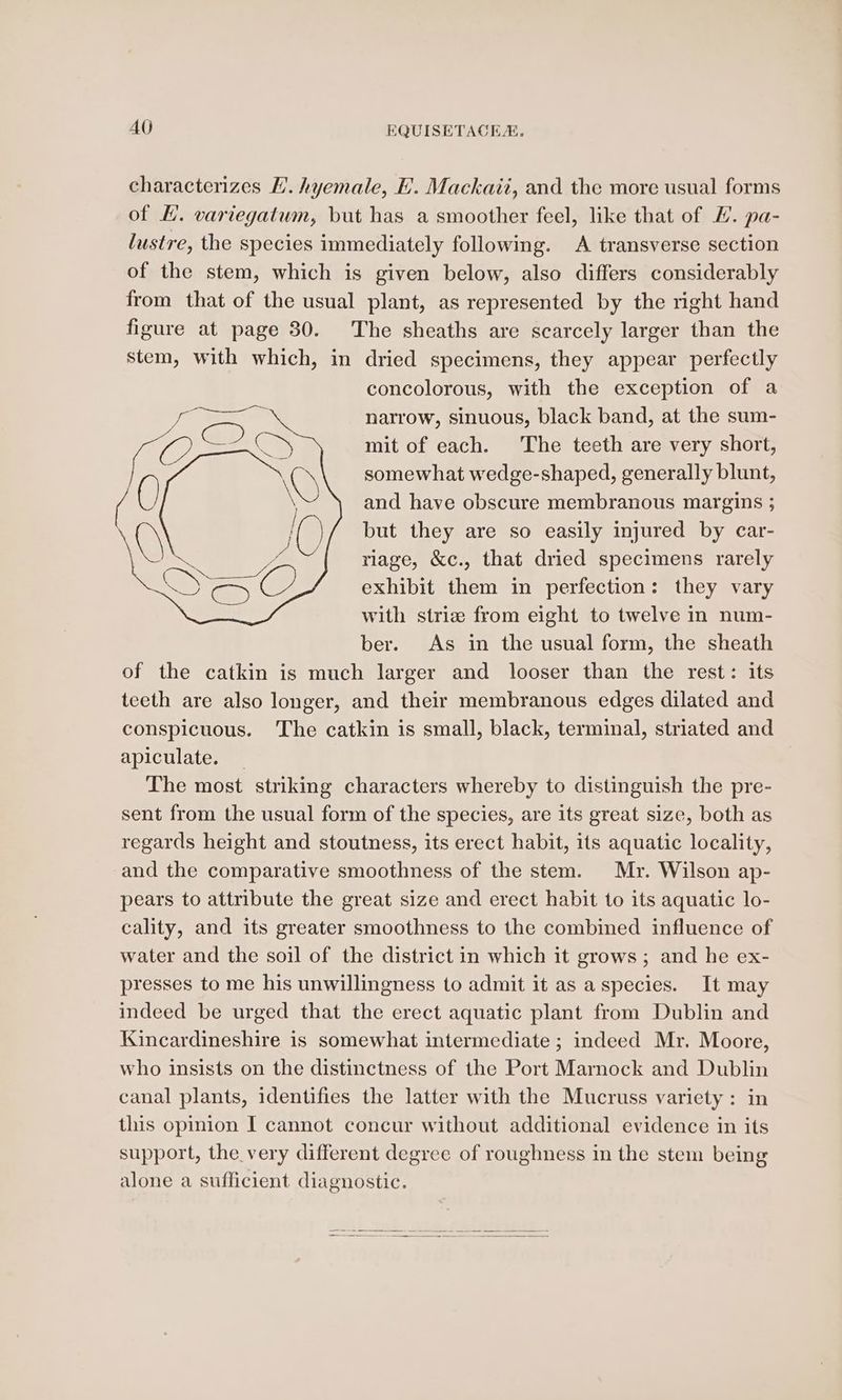 characterizes L’. hyemale, . Mackait, and the more usual forms of L. variegatum, but has a smoother feel, like that of 1. pa- lustre, the species immediately following. A transverse section of the stem, which is given below, also differs considerably from that of the usual plant, as represented by the right hand figure at page 830. The sheaths are scarcely larger than the stem, with which, in dried specimens, they appear perfectly concolorous, with the exception of a narrow, sinuous, black band, at the sum- mit of each. The teeth are very short, somewhat wedge-shaped, generally blunt, and have obscure membranous margins ; but they are so easily injured by car- riage, &amp;c., that dried specimens rarely exhibit them in perfection: they vary with striz from eight to twelve in num- ber. As in the usual form, the sheath of the catkin is much larger and looser than the rest: its teeth are also longer, and their membranous edges dilated and conspicuous. The catkin is small, black, terminal, striated and apiculate. — The most striking characters whereby to distinguish the pre- sent from the usual form of the species, are its great size, both as regards height and stoutness, its erect habit, its aquatic locality, and the comparative smoothness of the stem. Mr. Wilson ap- pears to attribute the great size and erect habit to its aquatic lo- cality, and its greater smoothness to the combined influence of water and the soil of the district in which it grows; and he ex- presses to me his unwillingness to admit it as a species. It may indeed be urged that the erect aquatic plant from Dublin and Kincardineshire is somewhat intermediate ; indeed Mr. Moore, who insists on the distinctness of the Port Marnock and Dublin canal plants, identifies the latter with the Mucruss variety: in this opinion I cannot concur without additional evidence in its support, the very different degree of roughness in the stem being alone a sufficient diagnostic.