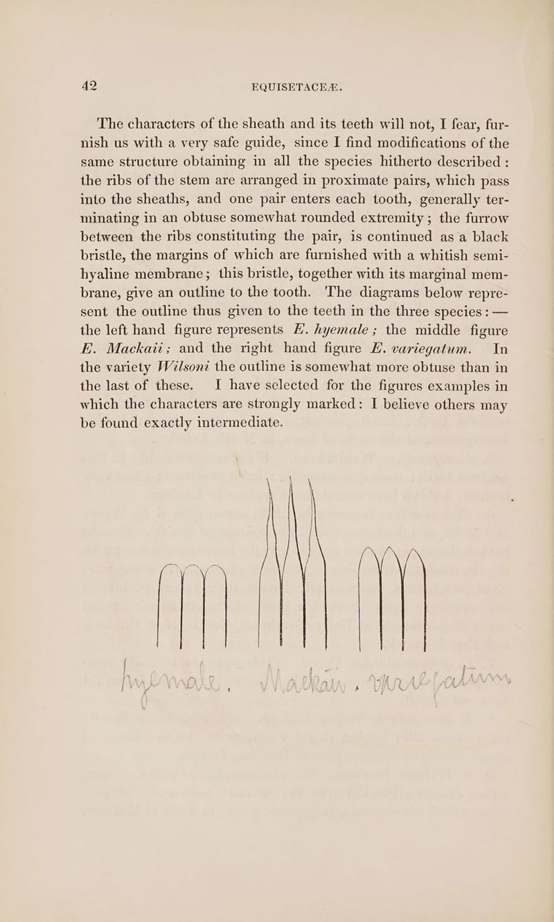 The characters of the sheath and its teeth will not, I fear, fur- nish us with a very safe guide, since I find modifications of the same structure obtaining in all the species hitherto described : the ribs of the stem are arranged in proximate pairs, which pass into the sheaths, and one pair enters each tooth, generally ter- minating in an obtuse somewhat rounded extremity ; the furrow between the ribs constituting the pair, is continued as a black bristle, the margins of which are furnished with a whitish semi- hyaline membrane; this bristle, together with its marginal mem- brane, give an outline to the tooth. ‘The diagrams below repre- sent the outline thus given to the teeth in the three species : — the left hand figure represents EH. hyemale ; the middle figure E. Mackati; and the right hand figure #. variegatum. In the variety Wilsonz the outline is somewhat more obtuse than in the last of these. I have selected for the figures examples in which the characters are strongly marked: I believe others may be found exactly intermediate.