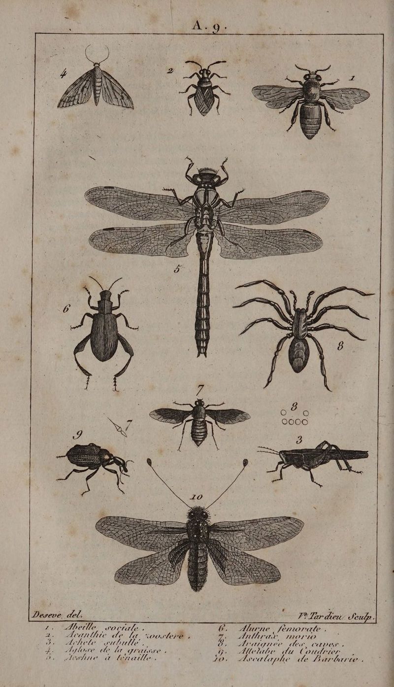 1ÿ { 1 Deseve del, Te Thr dei 2. Abeille. vocrate. s ©. Alurne, femorat. 2. Acanlhite de Lx *ooster® , 7. Anlhrar, morio 3 Lehele subulle ÿ Lratgnee des, caves DANEL TI ICLE L') bulle, Oo, ÆAragnee des, Capes 4. Aylowe de Lx graisse, 9. AMllelabe du Countries o, Alcwhne à&amp; lernaille., 10: Ælsealaphe «de Barbare ’ »