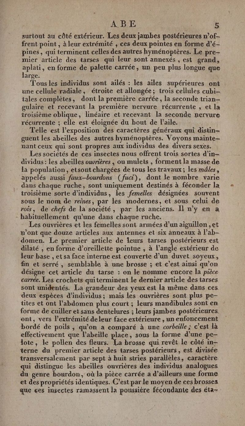 surtout au côté extérieur. Les deux jambes postérieures n’of- frent point , à leur extrémité , ces deux pointes en forme d’é- pines, qui terminent celles des autres hyménoptères. Le pre- mier article des tarses qui leur sont annexés , est grand, aplati, en forme de palette carrée, un peu plus longue que large. PE Tous les individus sont ailés : les ailes supérieures ont une cellule radiale, étroite et allongée; trois cellules cubi- tales complètes, dont la première carrée, la seconde trian- gulaire et recevant la première nervure récurrente , et la troisième oblique, linéaire et recevant la seconde nervure récurrente ; elle est éloignée du bout de lPaile. Telle est l’exposition des caractères généraux qui distin- guent les abeilles des autres hyménoptères. Voyons mainte- mant ceux qui sont propres aux individus des divers sexes. Les sociétés de ces insectes nous offrent trois sortes d’in- dividus : les abeilles owvrières , ou mulets , forment la masse de la population, etsont chargées de tous les travaux; les méles, appelés aussi faux-bourdons (fuci), dont le nombre varie dans chaque ruche, sont uniquement destinés à féconder la troisième sorte d'individus, les femelles désignées souvent sous le nom de reines, par les modernes, et sous celui de rois, de chefs de la société, par les anciens. Il n’y en a - habituellement qu’une dans chaque ruche. Les ouvrières et les femelles sont armées d’un aiguillon ,et n’ont que douze articles aux antennes et six anneaux à l’ab- domen. Le premier article de leurs tarses postérieurs est dilaté , en forme d’oreillette pointue , à l’angle extérieur de leur base , et sa face interne est couverte d’un duvet soyeux, fin et serré, semblable à une brosse ; et c’est ainsi qu’on désigne cet article du tarse : on le nomme encore la pièce carrée. Les crochets quiterminent le dernier article des tarses sont unidentés. La grandeur des yeux est la même dans ces deux espèces d'individus; mais les ouvrières sont plus pe- ttes et ont l’abdomen plus court ; leurs mandibules sont en forme de cuiller et sans dentelures ; leurs jambes postérieures. ont, vers l’extrémité de leur face extérieure , un enfoncement bordé de poils , qu'on a comparé à une corbeille ; c’est là effectivement que l’abeille place, sous la forme d’une pe- lote, le pollen des fleurs. Hs brosse qui revêt le côté in— terne du premier article des tarses postérieurs, est divisée transversalement par sept à huit stries parallèles, caractère qui distingue les abeilles ouvrières des individus analogues du genre bourdon, où la pièce carrée a d’ailleurs une forme et des propriétés identiques. C’est par le moyen de ces brosses que es insectes ramassent la poussière fécondante des éta=