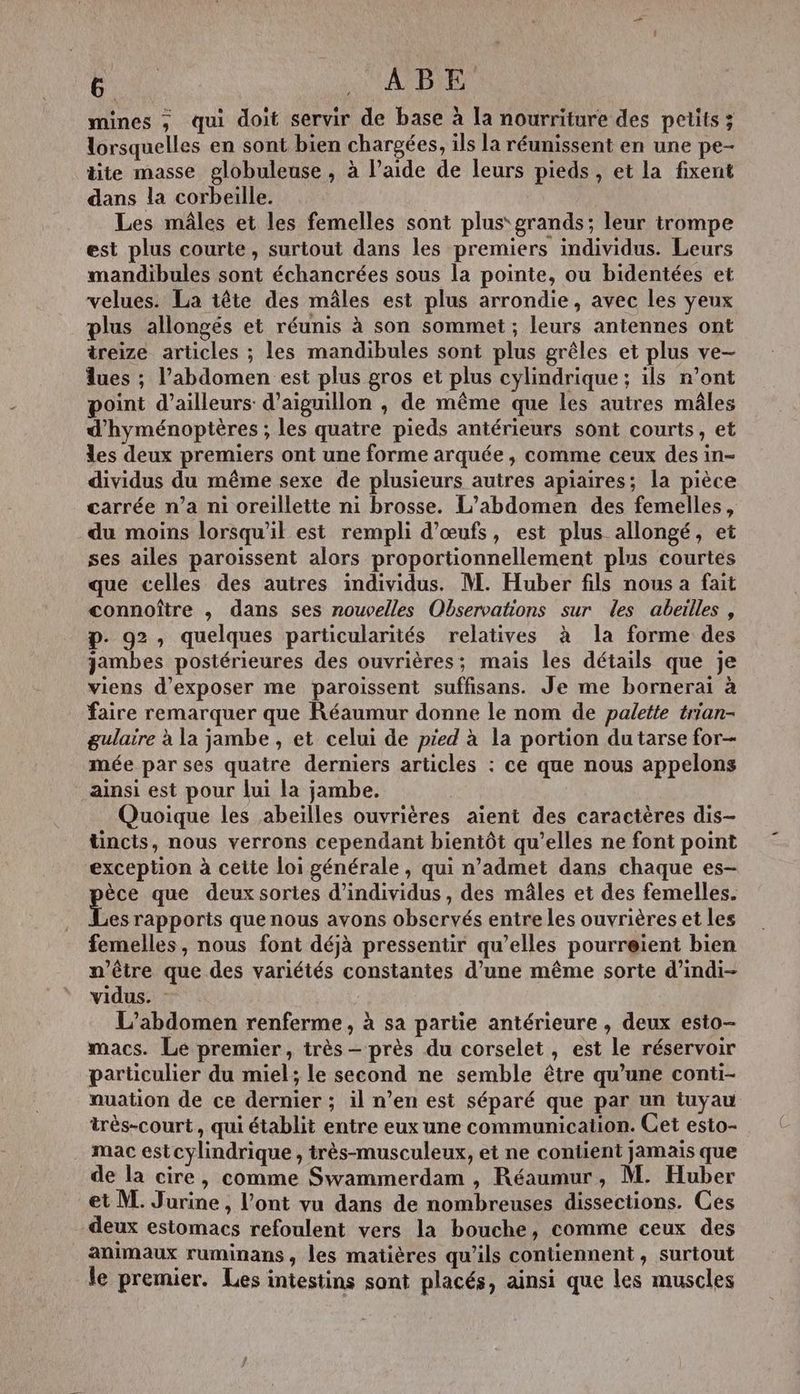 É o AUBE mines ; qui doit servir de base à la nourriture des petits ; lorsquelles en sont bien chargées, ils la réunissent en une pe- dite masse globuleuse , à Paide de leurs pieds, et la fixent dans la corbeille. Les mâles et les femelles sont plus grands; leur trompe est plus courte, surtout dans les premiers individus. Leurs mandibules sont échancrées sous la pointe, ou bidentées et velues. La tête des mâles est plus arrondie, avec les yeux plus allongés et réunis à son sommet ; leurs antennes ont treize articles ; les mandibules sont plus grêles et plus ve— lues ; l'abdomen est plus gros et plus cylindrique; ils n’ont point d’ailleurs: d’aiguillon , de même que les autres mâles d’hyménoptères ; les quatre pieds antérieurs sont courts, et les deux premiers ont une forme arquée , comme ceux des in- dividus du même sexe de plusieurs autres apiaires; la pièce carrée n’a ni oreillette ni brosse. L’abdomen des femelles, du moins lorsqu'il est rempli d'œufs, est plus allongé, et ses ailes paroissent alors proportionnellement plus courtes que celles des autres individus. M. Huber fils nous a fait connoître , dans ses nouvelles Observations sur les abeilles , D. 92, quelques particularités relatives à la forme des jambes postérieures des ouvrières; mais les détails que je viens d'exposer me paroissent suffisans. Je me bornerai à faire remarquer que Réaumur donne le nom de palette trian- gulaire à la jambe, et celui de pied à la portion du tarse for- mée par ses quatre derniers articles : ce que nous appelons ainsi est pour lui la jambe. Quoique les abeïlles ouvrières aient des caractères dis- tincts, nous verrons cependant bientôt qu’elles ne font point exception à cette loi générale, qui n’admet dans chaque es- èce que deux sortes d'individus , des mâles et des femelles. Lo rapports que nous avons observés entre Les ouvrières et les femelles, nous font déjà pressentir qu’elles pourreient bien n'être que des variétés constantes d’une même sorte d’indi- vidus. : L’abdomen renferme, à sa partie antérieure , deux esto- macs. Le premier, très - près du corselet, est le réservoir particulier du miel; le second ne semble être qu’une conti- nuation de ce dernier ; il n’en est séparé que par un tuyau très-court, qui établit entre eux une communication. Cet esto- . mac estcylindrique, très-musculeux, et ne contient jamais que de la cire, comme Swammerdam , Réaumur, M. Huber et M. Jurine, l'ont vu dans de nombreuses dissections. Ces deux estomacs refoulent vers la bouche, comme ceux des animaux ruminans, les matières qu'ils contiennent , surtout le premier. Les intestins sont placés, ainsi que les muscles