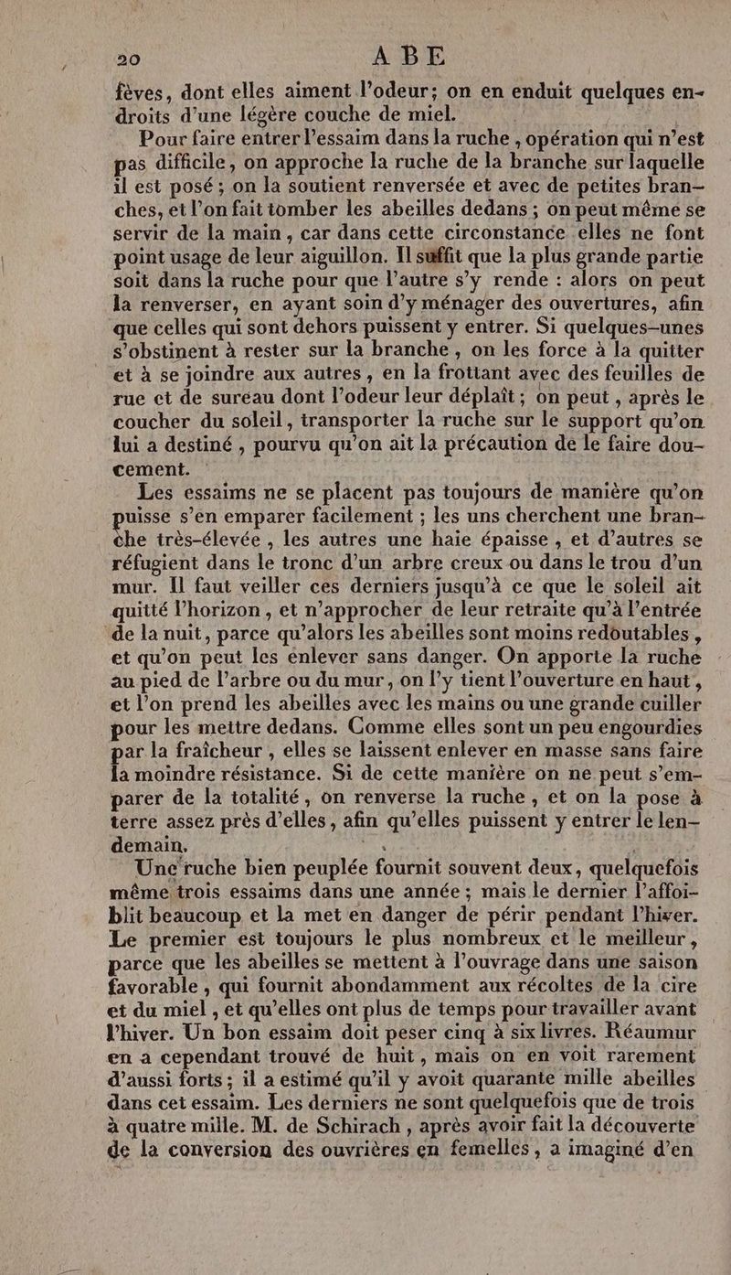 fèves, dont elles aiment l'odeur; on en enduit quelques en- droits d’une légère couche de miel. À Pour faire entrer l’essaim dans la ruche , opération qui n’est pas difficile, on approche la ruche de la branche sur laquelle il est posé ; on la soutient renversée et avec de petites bran- ches, et l’on fait tomber les abeilles dedans ; on peut même se servir de la main, car dans cette circonstance elles ne font point usage de leur aïguillon. 1 suffit que la plus grande partie soit dans la ruche pour que l’autre s’y rende : alors on peut la renverser, en ayant soin d’y ménager des ouvertures, afin que celles qui sont dehors puissent y entrer. Si quelques-unes s’obstinent à rester sur la branche, on les force à la quitter et à se joindre aux autres , en la frottant avec des feuilles de rue ct de suréau dont l’odeur leur déplaît ; on peut, après le coucher du soleil, transporter [a ruche sur le support qu’on lui a destiné , pourvu qu’on ait la précaution de le faire dou- cement. Les essaims ne se placent pas toujours de manière qu’on puisse s’en emparer facilement ; les uns cherchent une bran- he très-élevée , les autres une haie épaisse , et d’autres se réfugient dans le tronc d’un arbre creux ou dans le trou d’un mur. Il faut veiller ces derniers jusqu’à ce que le soleil ait quitté l'horizon , et n’approcher de leur retraite qu’à l'entrée de la nuit, parce qu’alors les abeïlles sont moins redoutables , et qu'on peut les énlever sans danger. On apporte la ruche au pied de l’arbre ou du mur, on l’y tient l’ouverture en haut, et l’on prend les abeilles avec les mains ou une grande cuiller pour les mettre dedans. Comme elles sont un peu engourdies par la fraîcheur , elles se laissent enlever en masse sans faire là moindre résistance. Si de cette manière on ne peut s’em- parer de la totalité, on renverse la ruche , et on la pose à terre assez près d'elles, afin qu’elles puissent y entrer le len- demain. É Unc'ruche bien peuplée fournit souvent deux, quelquefois même trois essaims dans une année ; mais le dernier l’affoi- blit beaucoup et la met en danger de périr pendant l’hixer. Le premier est toujours le plus nombreux et le meilleur, parce que les abeilles se mettent à l’ouvrage dans une saison favorable , qui fournit abondamment aux récoltes de la cire et du miel , et qu’elles ont plus de temps pour travailler avant l'hiver. Un bon essaim doit peser cinq à six livres. Réaurour en a cependant trouvé de huit, mais on en voit rarement d'aussi forts ; il a estimé qu'il y avoit quarante mille abeilles dans cet essaim. Les derniers ne sont quelquefois que de trois à quatre mille. M. de Schirach , après avoir fait la découverte de la conversion des ouvrières en femelles, a imaginé d’en