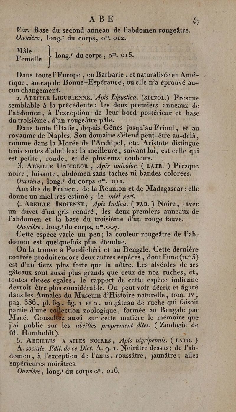Var. Base du second anneau de l’abdomen rougeâtre. Ouvrière, long.’ du corps, o. or2. Mt long. du corps, o. 015. Dans toute l'Europe , en Barbaric , et naturalisée en Amé- rique, aucap de Bonne-Espérance, où elle n’a éprouvé au- cun changement. | 2. ABEILLE LIGURIENNE, Apis Ligustica. (SPINOL.) Presque semblable à la précédente ; les deux premiers anneaux de VPabdomen, à l'exception: de leur bord postérieur et base du troisième , d’un rougeâtre pâle. Dans toute l'Italie, depuis Gênes jusqu’au Frioul, et au royaume de Naples. Son domaine s’étend peut-être au-delà, comme dans la Morée de Archipel, etc. Aristote distingue trois sortes d’abeiïlles : la meilleure, suivant lui, est celle qui est petite, ronde, et de plusieurs couleurs. 3. ABEILLE UNICOLOR , Apis unicolor. ( LATR. } Presque noire , luisante, abdomen sans taches ni bandes colorées. Ouvrière, long. du corps 0. ot. Aux îles de France , de la Réunion et de Madagascar : elle donne un miel très-estimé ; le miel vert. 4. ABEILLE ÎNDIENKE, Apis Indica. ( AB. ) Noire, avec un duvet d’un gris cendré, les deux premiers anneaux de l’abdomen et la base du troisième d'un rouge fauve. Ouvrière, long. du corps, 0.007. Cette espèce varie un peu; la couleur rougeâtre de Pab- domen est quelquefois plus étendue. On la trouve à Pondichéri et au Bengale. Cette dernière contrée produit encore deux autres espèces , dont lune (n.° 5) est d’un tiers plus forte que la nôtre. Les alvéoles de ses gâteaux sont aussi plus grands que ceux de nos ruches, et, toutes choses égales, le rapport de cette espèce indienne devroit être plus considérable. On peut voir décrit et figuré dans les Annales du Muséum d'Histoire naturelle, tom. IV, pag. 386, pl. 69, fig. r et >, un gâteau de ruche qui faisoit artie d’une c@lléction zoologique, formée au Bengale par Tacé. Consultez aussi sur cette matière le mémoire que j'ai publié sur les abeilles proprement dites. ( Zoologie de M. Humboldt). = 5. ABEILLES A AILES NOIRES, Apis nigripennis. ( LATR. }) A. sociale. Edit. de ce Dict. À. 9. x. Noirâtre dessus; de l’ab- domen, à l’exception de l'anus, roussâtre, jaunâtre; ailes supérieures noirâtres. Ouvrière, long. du corps o®. 016.