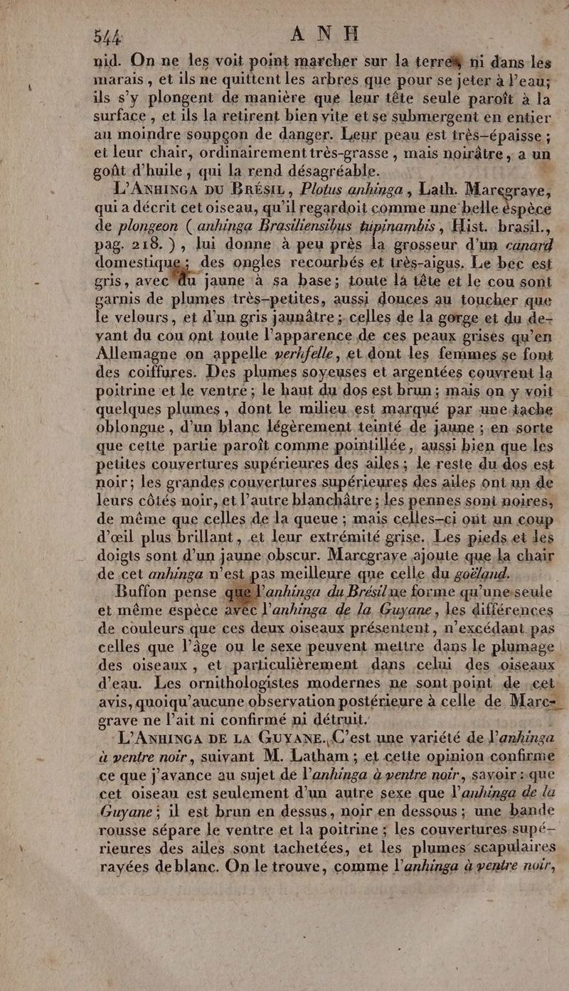 nid. On ne les voit point marcher sur la terre ni dans les marais , et ils ne quittent les arbres que pour se jeter à l’eau; is s’y plongent de manière qué leur tête seule paroît à la surface , et ils la retirent bien vite et se submergent en entier au moindre soupçon de danger. Leur peau est irès—-épaisse ; et leur chair, ordinairement très-grasse , mais noirâtre ; a un goût d'huile, qui la rend désagréable. . L’AN&amp;INGA DU BRÉSIL, Plotus anhinga , Lath. Marçgraye, qui a décrit cet oiseau, qu'il regardoit comme nd 4 PR de plongeon ( anhinga Brasiliensibus tüpinambis, Hist. brasil., pag. 218. ), lui donne à peu près la grosseur d’un canard does. des ongles recourbés et très-aigus. Le bec est gris ; AVEC u jaune à sa base; toute là iête et le cou sont garnis de plumes très-petites, aussi douces au toucher que le velours, et d'un gris jaunâtre ;.celles de la gorge et du de- yant du cou ont toute l'apparence de ces peaux grises qu’en Allemagne on appelle verhfelle, ei dont les femmes $e font des coiffures. Des plumes soyeuses et argentées couvrent la poitrine et le ventre ; le haut du dos est brun; mais on y voit quelques plumes , dont le milieu est marqué par une iache oblongue , d’un blanc légèrement teinté de jaune ; en sorte que cette partie paroît comme pointllée , aussi bien que les petites couvertures supérieures des ailes; le reste du dos est noir; les grandes couvertures supérieures des ailes ont un de leurs côtés noir, et l’autre blanchâtre ; les pennes sont noires, de même que celles de la queue ; mais celles-ci ont un coup d'œil plus brillant, et leur extrémité grise. Les pieds et des doigts sont d’un jaune obscur. Marcgraye ajoute que.la chair de cet anhinga n’est pas meilleure que celle du goë/and. Buffon pense qu el’anhinga du Brésilne forme qu'’uneseule et même espèce avec l’anhinga de la Guyane, les différences de couleurs que ces deux oiseaux présentent, n’excédant pas celles que l’âge ou le sexe peuvent meitre dans le plumage des oiseaux, et. particulièrement dans celui des oiseaux d’eau. Les ornithologistes modernes ne sont point de cet: avis, quoiqu’aucune.observation postérieure à celle de Marez grave ne l'ait ni confirmé ni détruit. l -L'ANHINGA DE LA GUYANE. C’est une variété de l’anhinga à ventre noir, suivant M. Latham ; et cette opinion confirme ce que j'avance au sujet dé l’anhinga à ventre noir, saxoirsque cet oiseau est seulement d’un autre sexe que d’anhinga de la Guyane ; il est brun en dessus, noir en dessous ; une bande rousse sépare le ventre et la poitrine ; les couvertures.supé— rieures des ailes sont iachetées, et les plumes” scapulaires rayées de blanc. On le trouve, comme l’anhinga à ventre noir,