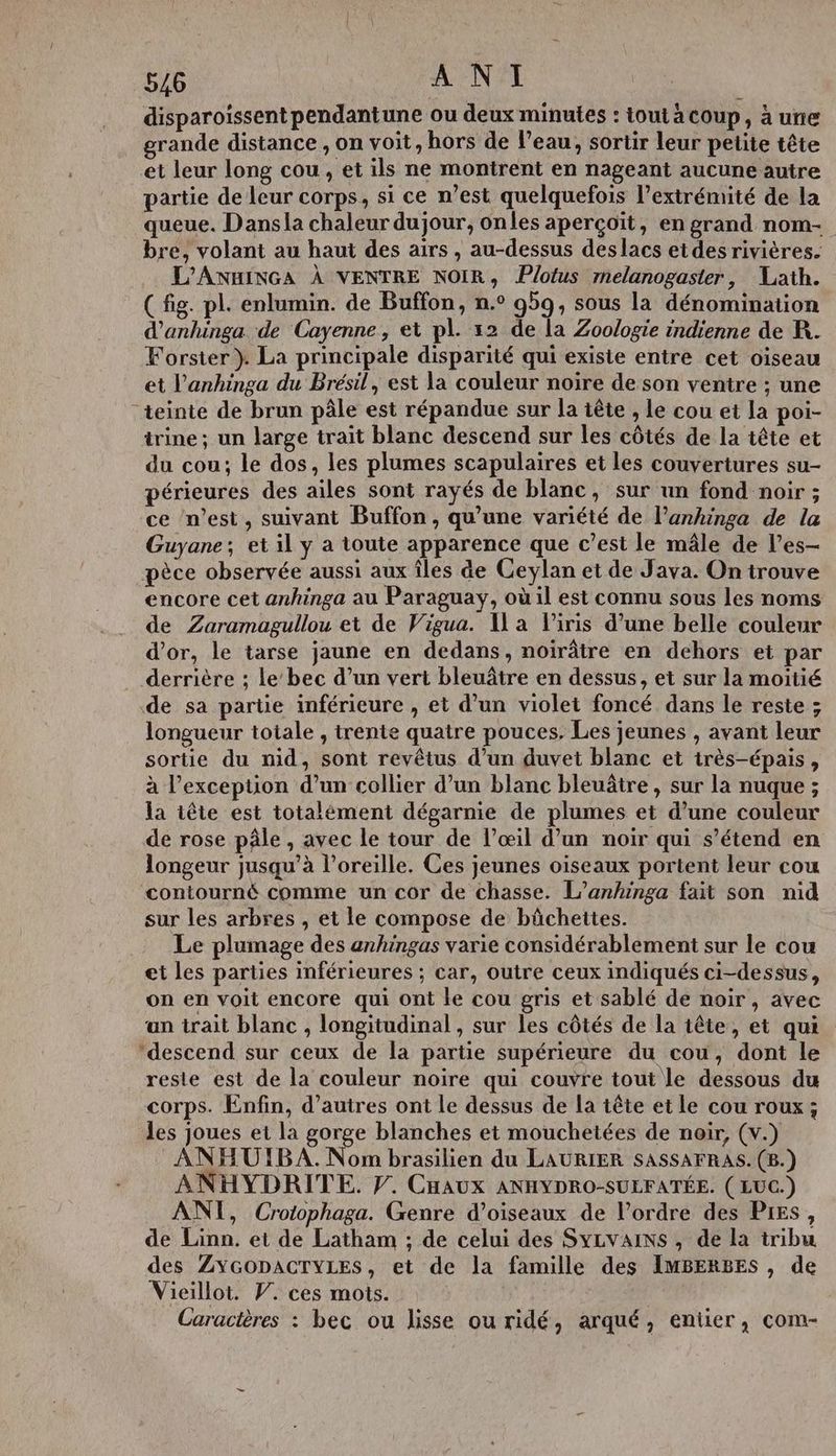 disparoïissent pendantune ou deux minutes : toutàcoup, à une grande distance , on voit, hors de l’eau, sortir leur petite tête et leur long cou, et ils ne montrent en nageant aucune autre partie de leur corps, si ce n’est quelquefois l’extrémité de la queue. Dansla chaleur dujour, onles aperçoit, en grand nom- bre, volant au haut des airs , au-dessus deslacs etdes rivières. L'ANHINGA À VENTRE NOIR, Plotus melanogaster, Lath. ( fig. pl. enlumin. de Buffon, n.° 959, sous la dénomination d’anhinga de Cayenne, et pl. :2 de la Zoologie indienne de R. Forster }. La principale disparité qui existe entre cet oiseau et l'anhinga du Brésil, est la couleur noire de son ventre ; une teinte de brun pâle est répandue sur la tête , le cou et la poi- trine; un large trait blanc descend sur les côtés de la tête et du cou; le dos, les plumes scapulaires et les couvertures su- périeures des ailes sont rayés de blanc, sur un fond noir ; ce ‘n’est, suivant Buffon, qu’une variété de lanhinga de la Guyane; et il y a toute apparence que c’est le mâle de l’es- pèce observée aussi aux îles de Ceylan et de Java. On trouve encore cet anhinga au Paraguay, où il est connu sous les noms de Zaramagullou et de Vigua. Ua l'iris d’une belle couleur d’or, le tarse jaune en dedans, noirâtre en dehors et par derrière ; le’bec d’un vert bleuâtre en dessus, et sur la moitié de sa partie inférieure , et d’un violet foncé dans le reste ; longueur totale , trente quatre pouces. Les jeunes , avant leur sortie du nid, sont revêtus d’un duvet blanc et très-épais, à l'exception d’un collier d’un blanc bleuâtre, sur la nuque ; la tête est totalément dégarnie de plumes et d’une couleur de rose pâle, avec le tour de l’œil d’un noir qui s'étend en longeur jusqu’à l’oreille. Ces jeunes oiseaux portent leur cou contourné comme un cor de chasse. L’anhinga fait son nid sur les arbres , et le compose de bâchettes. Le plumage des anhingas varie considérablement sur le cou et les parties inférieures ; car, outre ceux indiqués ci-dessus, on en voit encore qui ont le cou gris et sablé de noir, avec un trait blanc , longitudinal , sur les côtés de la tête, et qui descend sur ceux de la partie supérieure du cou, dont le resle est de la couleur noire qui couvre tout le dessous du corps. Enfin, d’autres ont le dessus de la tête et le cou roux; les joues et la gorge blanches et mouchetées de noir, (v.) ANHUIBA. Nom brasilien du LAURIER SASSAFRAS. (B.) ANHYDRITE, P. CHAUX ANHYDRO-SULFATÉE. ( LUC.) ANT, Crotophaga. Genre d’oiseaux de l’ordre des Pres, de Linn. et de Latham ; de celui des SyYLvAINS , de la tribu des ZYGODACTYLES, et de la famille des IMBERBES , de Vieillot. PV. ces mots. | Caractères : bec ou lisse ou ridé, arqué, entier, com-