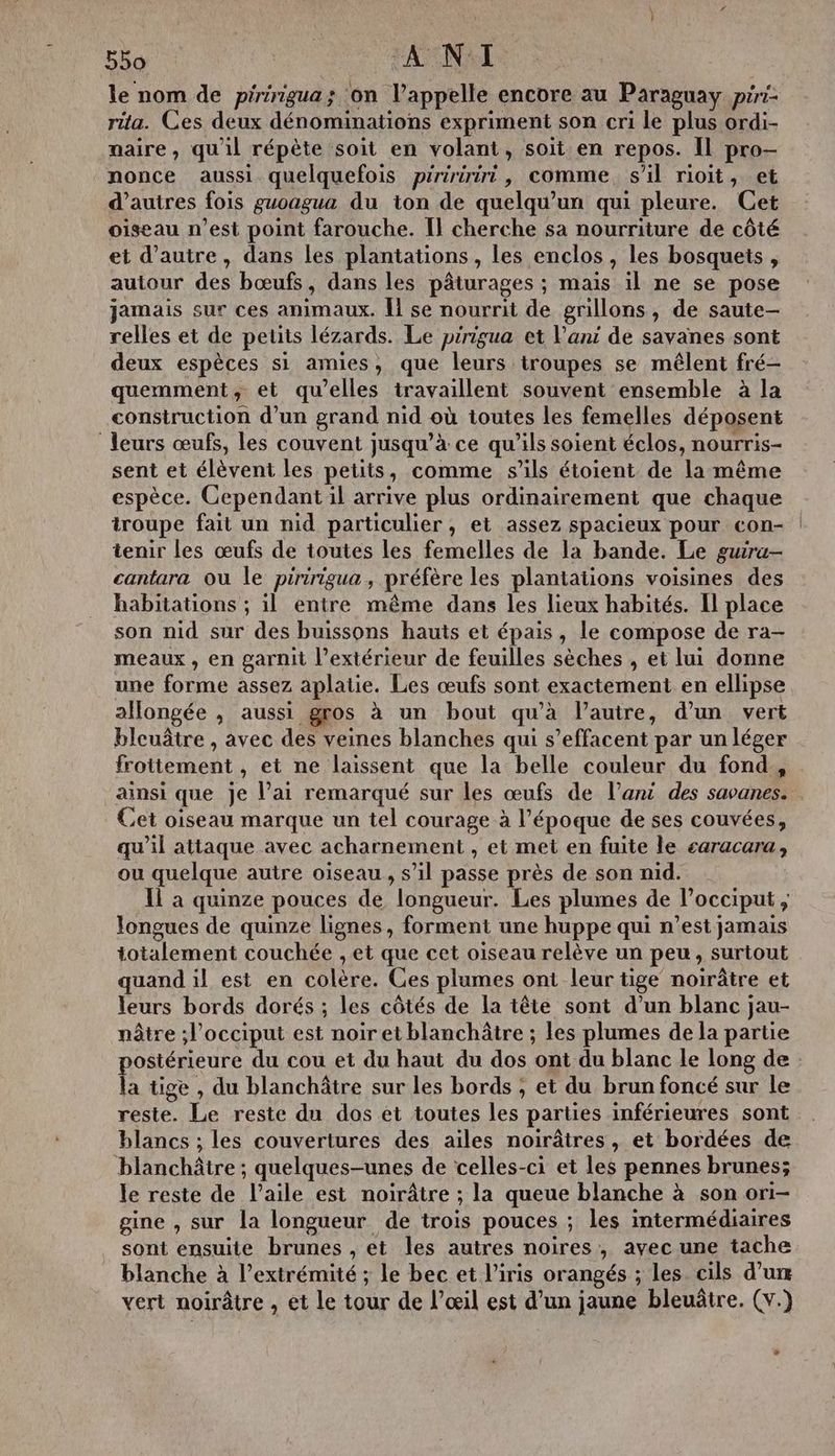 le nom de piririgua; on l’appelle encore au Paraguay pri ra. Ces deux dénominations expriment son cri le plus ordi- maire, qu'il répète soit en volant, soit en repos. Il pro- nonce aussi quelquefois piriririrr , comme s’il rioit, et d’autres fois guoagua du ion de quelqu'un qui pleure. Cet oiseau n’est point farouche. [l cherche sa nourriture de côté et d'autre, dans les plantations, les enclos, les bosquets, autour des bœufs, dans les pâturages ; mais il ne se pose jamais sur ces animaux. 1 se nourrit de grillons, de saute- relles et de petits lézards. Le prrigua et l’ani de savanes sont deux espèces si amies, que leurs troupes se mêlent fré- quemment, et qu’elles travaillent souvent ensemble à la construction d’un grand nid où toutes les femelles déposent leurs œufs, les couvent jusqu’à ce qu’ils soient éclos, nourris- sent et élèvent les petits, comme s'ils étoient de la même espèce. Cependant il arrive plus ordinairement que chaque troupe fait un nid particulier, et assez spacieux pour con- tenir les œufs de toutes les femelles de la bande. Le guira- cantara ou le piririgua, préfère les plantations voisines des habitations ; il entre même dans les lieux habités. Il place son nid sur des buissons hauts et épais, le compose de ra- meaux , en garnit l’extérieur de feuilles sèches , et lui donne une forme assez aplatie. Les œufs sont exactement en ellipse allongée , aussi gros à un bout qu'à l’autre, d’un vert bleuâtre , avec des veines blanches qui s’effacent par un léger frottement , et ne laissent que la belle couleur du fond, Cet oiseau marque un tel courage à l’époque de ses couvées, qu'il attaque avec acharnement , et met en fuite le earacara, ou quelque autre oiseau, s’il passe près de son nid. Il à quinze pouces de longueur. Les plumes de l’occiput ; longues de quinze lignes, forment une huppe qui n’est jamais totalement couchée , et que cet oiseau relève un peu, surtout quand il est en colère. Ces plumes ont leur tige noirâtre et leurs bords dorés ; les côtés de la tête sont d’un blanc jau- nâtre ;l’occiput est noir et blanchâtre ; les plumes de la partie la tige , du blanchâtre sur les bords ; et du brun foncé sur le reste. Le reste du dos et toutes les parties inférieures sont blancs ; les couvertures des ailes noirâtres, et bordées de blanchâtre ; quelques-unes de celles-ci et les pennes brunes; le reste de l'aile est noirâtre ; la queue blanche à son ori- gine , sur la longueur de trois pouces ; les intermédiaires sont ensuite brunes , et les autres noires, avec une tache blanche à l’extrémité ; le bec et l'iris orangés ; les cils d'un vert noirâtre , et le tour de l’œil est d’un jaune bleuâtre. (v.) “