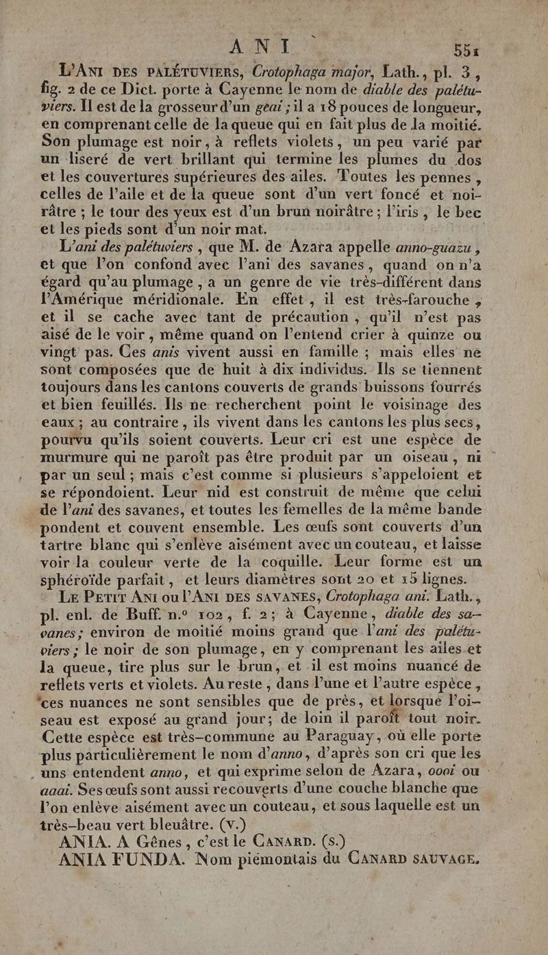 Â N Sa GEé L’ANT DES PALÉTUVIERS, Crotophaga major, Lath., pl. 3, fig. 2 de ce Dict. porte à Cayenne le nom de diable des palétu- viers. Il est de la grosseur d’un geai ; il a 18 pouces de longueur, en comprenant celle de la queue qui en fait plus de la moitié. Son plumage est noir, à reflets violets, un peu varié par un liseré de vert brillant qui termine les plumes du dos et les couvertures supérieures des ailes. Toutes les pennes, celles de l’aile et de la queue sont d’un vert foncé et noi- râtre ; le tour des yeux est d’un brun noirâtre; l'iris, le bec et les pieds sont d’un noir mat. FRE L’ani des palétuviers | que M. de Azara appelle anno-guazu , et que l’on confond avec l’ani des savanes, quand on n’a égard qu'au plumage , a un genre de vie très-différent dans l'Amérique méridionale. En effet , il est irès-farouche , et il se cache avec tant de précaution , qu'il n’est pas aisé de le voir , même quand on l'entend crier à quinze ou vingt pas. Ces anis vivent aussi en famille ; mais elles ne sont composées que de huit à dix individus. Îls se tiennent toujours dans les cantons couverts de grands buissons fourrés et bien feuillés. Ils ne recherchent point le voisinage des eaux; au contraire , ils vivent dans les cantons les plus secs, pourvu qu'ils soient couverts. Leur cri est une espèce de murmure qui ne paroît pas être produit par un oiseau, ni par un seul ; mais c’est comme si plusieurs s’appeloient et se répondoient. Leur nid est construit de même que celui de l’ani des savanes, et toutes les femelles de la même bande pondent et couvent ensemble. Les œufs sont couverts d’un tartre blanc qui s’enlève aisément avec un couteau, et laisse voir la couleur verte de la coquille. Leur forme est un sphéroïde parfait, et leurs diamètres sont 20 et 15 lignes. Le Perrr Ant ou l’ANI DES SAVANES, Crotophaga ani. Lath., pl. enl. de Buff. n° 102, f. 2; à Cayenne, diable des sa- vanes; environ de moitié moins grand que l’art des palétu- viers ; le noir de son plumage, en y comprenant les aïles.et la queue, tire plus sur le brun, et il est moins nuancé de reflets verts et violets. Au reste , dans l’une et l’autre espèce, “ces nuances ne sont sensibles que de près, et lorsque Poi- seau est exposé au grand jour; de loin il paroït tout noir. Cette espèce est très-commune au Paraguay, où elle porte plus particulièrement le nom d’anno, d’après son cri que les . uns entendent anno, et qui exprime selon de Azara, 000 ou aaai. Ses œufs sont aussi recouverts d’une couche blanche que l’on enlève aisément avec un couteau, et sous laquelle est un très-beau vert bleuâtre. (v.) ANIA. À Gênes, c’est le CanaRD. (5.) ANIA FUNDA. Nom piémontiais du CANARD SAUVAGE,