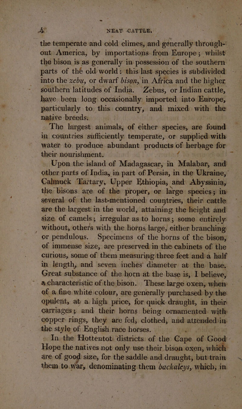 the temperate and cold climes, and generally through- out America, by importations from Europe; whilst the bison is as generally in possession of the southern | parts of thé old world: this last species is subdivided into the xebu, or dwarf bison, in Africa and the hi igher southern latitudes of India. Zebus, or Indian cattle, have been long occasionally imported into Europe, particularly to this country, and. mixed with the natave breeds: The largest animals, of either species, are found in countries sufficiently temperate, or supplied with water to produce abundant products i herbage for their nourishment. Upon the island of Madagascar, in Neca and other parts of India, in part of Persia, in the Ukraine,’ Calmuck Tartary, Upper Ethiopia, and Abyssinia, the: bisons. are of the proper, or large species. in several: of the last-mentioned: countries, their cattle are the largest in the world, attaining the height and size. of camels ; irregular as to horns; some entirely without, others with the horns large, either branching or pendulous. Specimens of the horns of the bison, of immense size, are preserved in the cabinets of the curious, some of them measuring three feet and’a half in length, and seven inches’ diameter at the base. Great substance of the horn at the base is, I believe, a characteristic of the bison. These large oxen, when of. a fine white colour, are generally purchased: by the opulent, at) a high price, for quick draught, im their carriages; and their horns being ornamented: with copper rings, they are fed; clothed, and attendedin the style of, English race horses. In. the Hottentot: districts: of the Gage 6. Good 7 Hope the natives not only use their bison oxen, whi are. of good size, for the saddle and draught, but train them to.war, denominating them mE, abil in.