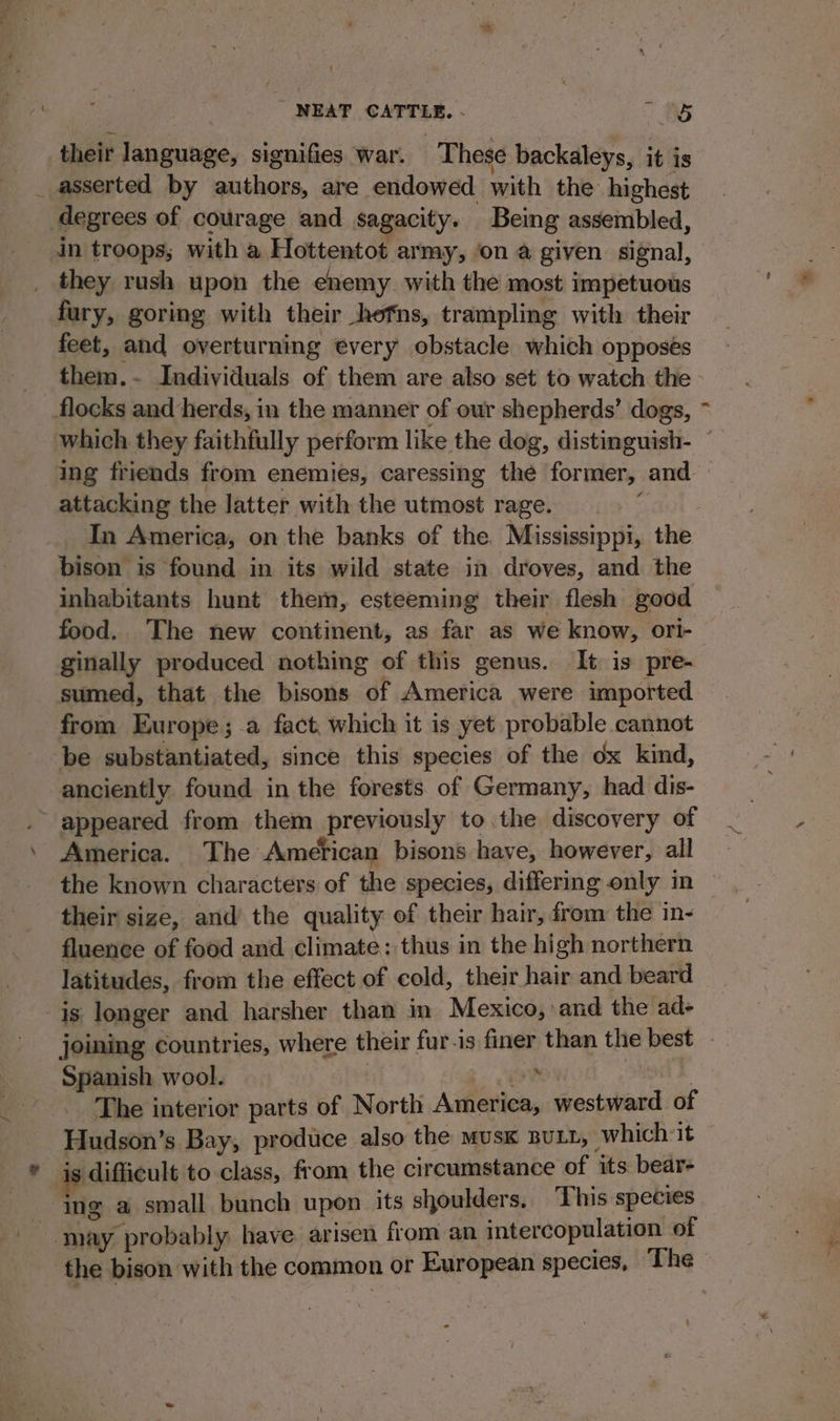 their language, signifies war. These backaleys, it is degrees of courage and sagacity. Being assembled, in troops; with a Hottentot army, ‘on a given signal, they rush upon the enemy with the most impetuous fury, goring with their hefns, trampling with their feet, and overturning every obstacle which opposes fe attacking the latter with the utmost rage. In America, on the banks of the. Mississippi, the bison is found in its wild state in droves, and the inhabitants hunt them, esteeming their flesh good food. The new continent, as far as we know, ori- ginally produced nothing of this genus. It is pre- sumed, that the bisons of America were imported from Europe; a fact. which it is yet probable cannot be substantiated, since this species of the ox kind, anciently found in the forests of Germany, had dis- appeared from them previously tothe discovery of America. The American bisons have, however, all the known characters of the species, differing only in their size, and’ the quality of their hair, from the in- fluence of food and climate: thus in the high northern latitudes, from the effect of cold, their hair and beard is longer and harsher than in Mexico, and the ad- Spanish wool. ov | The interior parts of North America, westward of Hudson’s Bay, prodice also the musk Butt, which it - ig difficult to class, from the circumstance of its bear- ing a small bunch upon its shoulders, This species - may probably have arisen from an intercopulation of ae.