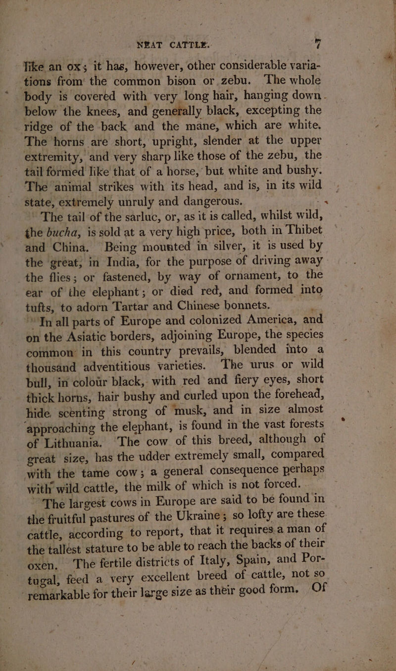 : Tike an OXs it has, however, other considerable varia- tions from’ the common bison or zebu. The whole body is covered with very long hair, hanging down - below the knees, and generally black, excepting the ridge of the back and the mane, which are white. The ‘horns are short, upright, slender at the upper extremity, and very sharp like those of the zebu, the - tail formed like that of a horse, but white and bushy. The animal strikes with its head, and is, in its wild state, extremely unruly and dangerous. ! The tail of the sarluc, or, as it is called, whilst wild, the bucha, is sold at a very high price, both in Thibet and China. Being mousted in silver, it is used by the great, in India, for the purpose of driving away the flies; or fastened, by way of ornament, to the ear of the elephant; or died red, and formed into tufts, to adorn Tartar and Chinese bonnets. 4 4 on the Asiatic borders, adjoining Europe, the species common in this country prevails, blended into a thousand adventitious varieties. The urus or wild bull, in colour black, with red and fiery eyes, short thick horns, hair bushy and curled upon the forehead, hide, scenting strong of musk, and in size almost ‘approaching the elephant, is found in the vast forests of Lithuania. The cow of this breed, although of great size, has the udder extremely small, compared. with the tame cow; a general consequence perhaps with wild cattle, the milk of which is not forced. . ~The largest cows in Europe are said to be found in the fruitful pastures of the Ukraine; so lofty are these. cattle, according to report, that it requires.a man of the tallest stature to be able to reach the backs of their oxen. The fertile districts of Italy, Spain, and Por- tugal, feed a very excellent breed of cattle, not so ~ semarkable for their large size as their good form. Of
