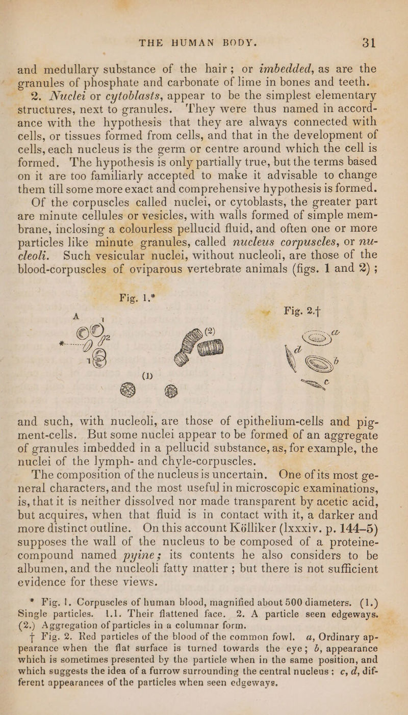 and medullary substance of the hair; or imbedded, as are the ' granules of phosphate and carbonate of lime in bones and teeth. | 2. Nuclei or cytoblasts, appear to be the simplest elementary structures, next to granules. ‘They were thus named in accord- ance with the hypothesis that they are always connected with cells, or tissues formed from cells, and that in the development of cells, each nucleus is the germ or centre around which the cell is formed. The hypothesis is only partially true, but the terms based on it are too familiarly accepted to make it advisable to change them till some more exact and comprehensive hypothesis is formed. Of the corpuscles called nuclei, or cytoblasts, the greater part are minute cellules or vesicles, with walls formed of simple mem- brane, inclosing a colourless pellucid fluid, and often one or more particles like minute granules, called nucleus corpuscles, or nu- cleoli. Such vesicular nuclei, without nucleoli, are those of the blood-corpuscles of oviparous vertebrate animals (figs. 1 and 2) ; Fig. 1.” A cut ©o, Ra Os Q () and such, with nucleoli, are those of epithelium-cells and pig- ment-celis. But some nuclei appear to be formed of an aggregate of granules imbedded in a pellucid substance, as, for example, the nuclei of the lymph- and chyle-corpuscles. The composition of the nucleusis uncertain. One of its most ge- neral characters, and the most useful in microscopic examinations, is, that it is neither dissolved nor made transparent by acetic acid, but acquires, when that fluid is in contact with it, a darker and more distinct outline. On this account Kélliker (Ixxxiv. p. 144-5) supposes the wall of the nucleus to be composed of a proteine- compound named pyine; its contents he also considers to be albumen, and the nucleoli fatty matter ; but there is not sufficient evidence for these views. * Fig. 1. Corpuscles of human blood, magnified about 500 diameters. (1.) Single particles. 1.1. Their flattened face. 2. A particle seen edgeways. — (2.) Aggregation of particles in a columnar form. ong + Fig. 2. Red particles of the blood of the common fowl. a, Ordinary ap- — pearance when the flat surface is turned towards the eye; 5, appearance which is sometimes presented by the particle when in the same position, and which suggests the idea of a furrow surrounding the central nucleus: c, d, dif- ferent appearances of the particles when seen edgeways.