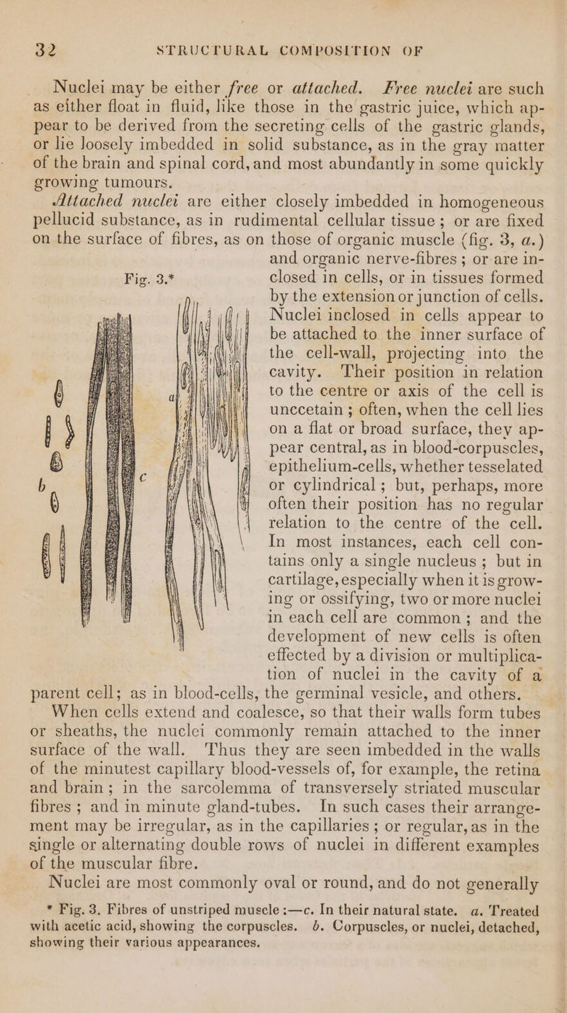 Nuclei may be either free or attached. Free nuclei are such as either float in fluid, like those in the gastric juice, which ap- pear to be derived from the secreting cells of the gastric glands, or lie loosely imbedded in solid substance, as in the gray matter of the brain and spinal cord, and most abundantly in some quickly growing tumours. Attached nuclei are either closely imbedded in homogeneous pellucid substance, as in rudimental cellular tissue; or are fixed on the surface of fibres, as on those of organic muscle (fig. 3, a.) and organic nerve-fibres ; or-are in- Fig. 3.* closed in cells, or in tissues formed by the extension or junction of cells. Nuclei inclosed in cells appear to be attached to the inner surface of the cell-wall, projecting into the cavity. Their position in relation to the centre or axis of the cell is unccetain 3 often, when the cell lies on a flat or broad surface, they ap- pear central, as in blood-corpuscles, epithelium-cells, whether tesselated or cylindrical ; but, perhaps, more often their position has no regular relation to the centre of the cell. In most instances, each cell con- tains only a single nucleus ; but in cartilage, especially when it is grow- ing or ossifying, two or more nuclei in each cell are common; and the development of new cells is often effected by a division or multiplica- tion of nuclei in the cavity of a parent cell; as in blood-cells, the germinal vesicle, and others. When cells extend and coalesce, so that their walls form tubes or sheaths, the nuclei commonly remain attached to the inner surface of the wall. ‘Thus they are seen imbedded in the walls of the minutest capillary blood-vessels of, for example, the retina and brain; in the sarcolemma of transversely striated muscular fibres ; and in minute gland-tubes. In such cases their arrange- ment may be irregular, as in the capillaries ; or regular, as in the single or alternating double rows of nuclei in different examples of the muscular fibre. Nuclei are most commonly oval or round, and do not generally * Fig. 3. Fibres of unstriped muscle :—c. In their natural state. a. Treated with acetic acid, showing the corpuscles. 0. Corpuscles, or nuclei, detached, showing their various appearances.