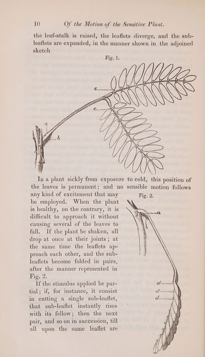 the leaf-stalk is raised, the leaflets diverge, and the sub- leaflets are expanded, in the manner shown in the adjoined sketch Figh ly SS any kind of excitement that may Fig. 2. be employed. When the plant \ | is healthy, on the contrary, it is difficult to approach it without causing several of the leaves to fall. If the plant be shaken, all drop at once at their joints ; at the same time the leaflets ap- proach each other, and the sub- leaflets become folded in pairs, after the manner represented in Fig. 2. If the stimulus applied be par- tial; if, for mstance, it consist in cutting a single sub-leaflet, that sub-leaflet instantly rises with its fellow; then’ the next pair, and so on in succession, till all upon the same leaflet are