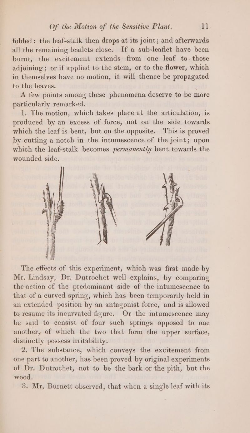 folded: the leaf-stalk then drops at its joint; and afterwards all the remaining leaflets close. If a sub-leaflet have been burnt, the excitement extends from one leaf to. those adjoining; or if applied to the stem, or to the flower, which in themselves have no motion, it will thence be propagated to the leaves. i A few points among these phenomena deserve to be more particularly remarked. 1. The motion, which takes place at the articulation, is produced by an excess of force, not on the side towards which the leaf is bent, but on the opposite. This is proved by cutting a notch in the intumescence of the joint; upon which the leaf-stalk becomes permanently bent towards the wounded side. The effects of this experiment, which was first made by Mr. Lindsay, Dr. Dutrochet well explains, by comparing the action of the predominant side of the intumescence to that of a curved spring, which has been temporarily held in an extended position by an antagonist force, and is allowed to resume its incurvated figure. Or the intumescence may be said to consist of four such springs opposed to one another, of which the two that form the upper surface, distinctly possess irritability. 2. The substance, which conveys the excitement from one part to another, has been proved by original experiments of Dr. Dutrochet, not to be the bark or the pith, but the wood. 3. Mr, Burnett observed, that when a single leaf with its