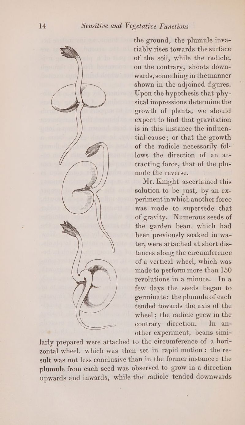 the ground, the plumule inva- riably rises towards the surface of the soil, while the radicle, on the contrary, shoots down- wards, something in the manner shown in the adjoined figures. Upon the hypothesis that phy- sical impressions determine the growth of plants, we should expect to find that gravitation is in this instance the influen- tial cause; or that the growth of the radicle necessarily fol- lows the direction of an at- tracting force, that of the plu- mule the reverse. Mr. Knight ascertained this solution to be just, by an ex- periment in which another force was made to supersede that of gravity. Numerous seeds of the garden bean, which had been previously soaked in wa- ter, were attached at short dis- tances along the circumference of a vertical wheel, which was made to perform more than 150 revolutions ina minute. Ina few days the seeds began to germinate: the plumule of each tended towards the axis of the wheel ; the radicle grew in the contrary direction. In an- other experiment, beans simi-