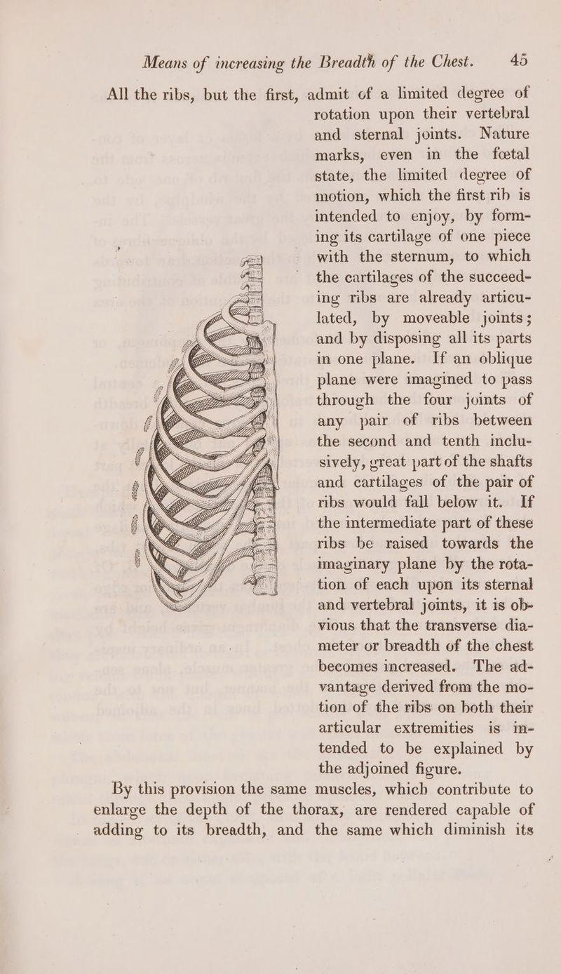 All the ribs, but the first, admit of a limited degree of rotation upon their vertebral and sternal joints. Nature marks, even in the fetal state, the limited degree of motion, which the first rib is intended to enjoy, by form- ing its cartilage of one piece with the sternum, to which the cartilages of the succeed- ing ribs are already articu- lated, by moveable joints ; and by disposing all its parts in one plane. If an oblique plane were imagined to pass through the four joints of any pair of ribs between the second and tenth inclu- sively, great part of the shafts and cartilages of the pair of ribs would fall below it. If the intermediate part of these — ribs be raised towards the Qe imayinary plane by the rota- 2. it tion of each upon its sternal and vertebral joints, it is ob- vious that the transverse dia- meter or breadth of the chest becomes increased. The ad- vantage derived from the mo- tion of the ribs on both their articular extremities is m- tended to be explained by the adjoined figure. By this provision the same muscles, which contribute to enlarge the depth of the thorax, are rendered capable of adding to its breadth, and the same which diminish its