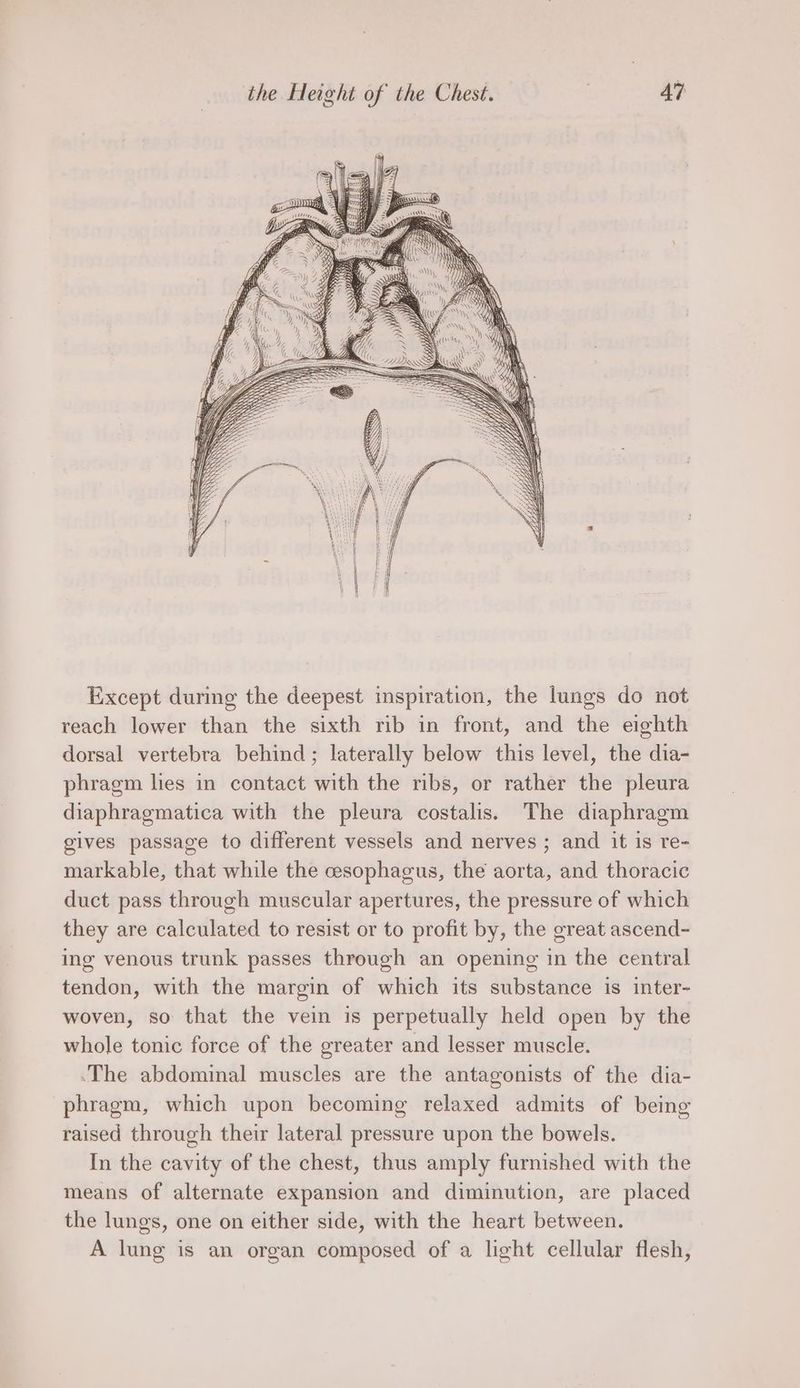Except during the deepest inspiration, the lungs do not reach lower than the sixth rib in front, and the eighth dorsal vertebra behind; laterally below this level, the dia- phragm les in contact with the ribs, or rather the pleura diaphragmatica with the pleura costalis. The diaphragm gives passage to different vessels and nerves ; and it is re- markable, that while the cesophagus, the aorta, and thoracic duct pass through muscular apertures, the pressure of which they are calculated to resist or to profit by, the great ascend- ing venous trunk passes through an opening in the central tendon, with the margin of which its substance is inter- woven, so that the vein is perpetually held open by the whole tonic force of the greater and lesser muscle. ‘The abdominal muscles are the antagonists of the dia- phragm, which upon becoming relaxed admits of being raised through their lateral pressure upon the bowels. In the cavity of the chest, thus amply furnished with the means of alternate expansion and diminution, are placed the lungs, one on either side, with the heart between. A lung is an organ composed of a light cellular flesh,