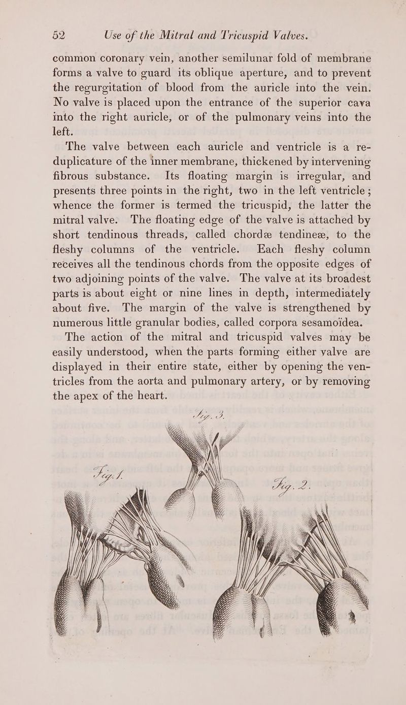 common coronary vein, another semilunar fold of membrane forms a valve to guard its oblique aperture, and to prevent the regurgitation of blood from the auricle into the vein. No valve is placed upon the entrance of the superior cava into the right auricle, or of the pulmonary veins into the left. The valve between each auricle and ventricle is a re- duplicature of the inner membrane, thickened by intervening fibrous substance. Its floating margin is irregular, and presents three points in the right, two in the left ventricle ; whence the former is termed the tricuspid, the latter the mitral valve. The floating edge of the valve is attached by short tendinous threads, called chorde tendinez, to the fleshy columns of the ventricle. Each fleshy column receives all the tendinous chords from the opposite edges of two adjoining points of the valve. The valve at its broadest parts is about eight or nine lines in depth, intermediately about five. The margin of the valve is strengthened by numerous little granular bodies, called corpora sesamoidea. The action of the mitral and tricuspid valves may be easily understood, when the parts forming either valve are displayed in their entire state, either by opening the ven- tricles from the aorta and pulmonary artery, or by removing the apex of the heart.