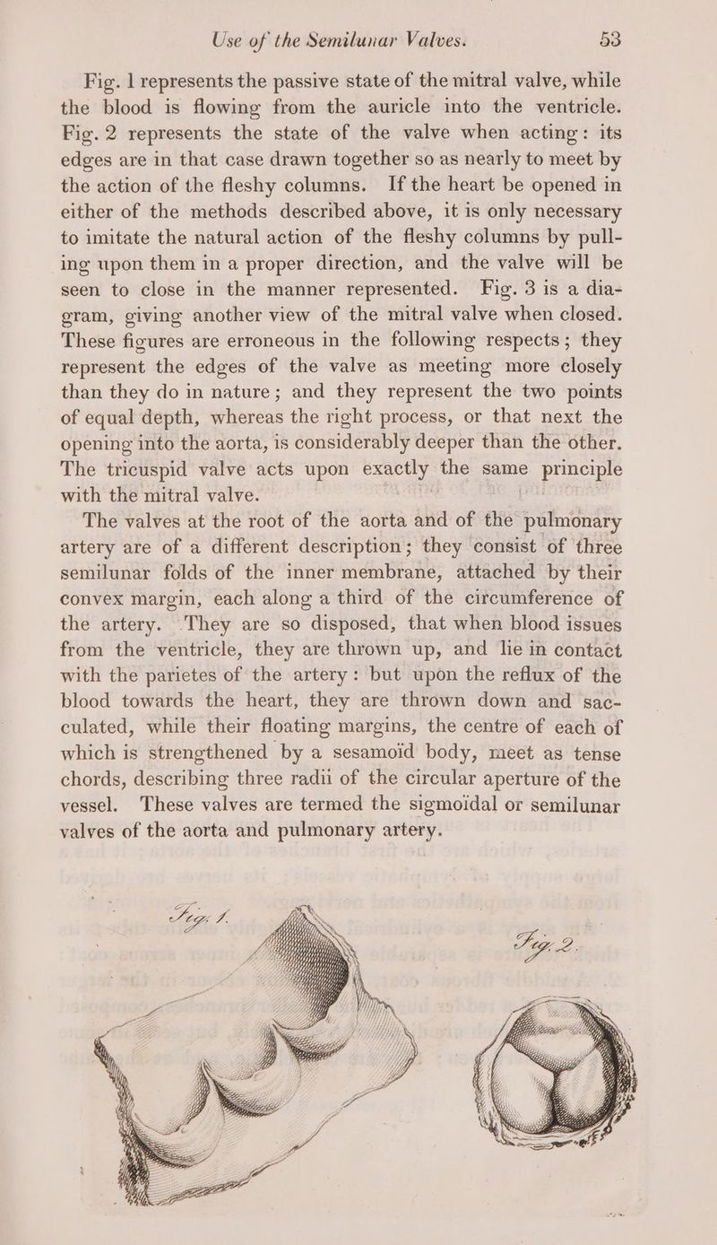 Fig. 1 represents the passive state of the mitral valve, while the blood is flowing from the auricle into the ventricle. Fig. 2 represents the state of the valve when acting: its edges are in that case drawn together so as nearly to meet by the action of the fleshy columns. If the heart be opened in either of the methods described above, it is only necessary to imitate the natural action of the fleshy columns by pull- ing upon them in a proper direction, and the valve will be seen to close in the manner represented. Fig. 3 is a dia- gram, giving another view of the mitral valve when closed. These figures are erroneous in the following respects; they represent the edges of the valve as meeting more closely than they do in nature; and they represent the two points of equal depth, whereas the right process, or that next the opening into the aorta, is considerably deeper than the other. The tricuspid valve acts upon exactly the same principle with the mitral valve. | | | : The valves at the root of the aorta and of the pulmonary artery are of a different description; they consist of three semilunar folds of the inner membrane, attached by their convex margin, each along a third of the circumference of the artery. They are so disposed, that when blood issues from the ventricle, they are thrown up, and lie in contact with the parietes of the artery: but upon the reflux of the blood towards the heart, they are thrown down and sac- culated, while their floating margins, the centre of each of which is strengthened by a sesamoid body, meet as tense chords, describing three radii of the circular aperture of the vessel. These valves are termed the sigmoidal or semilunar valves of the aorta and pulmonary artery.