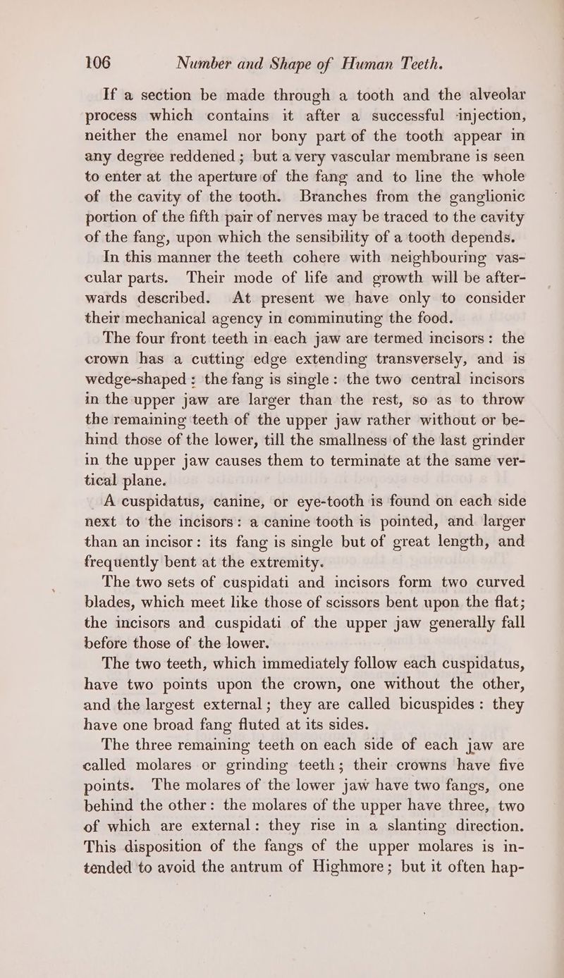 If a section be made through a tooth and the alveolar process which contains it after a successful injection, neither the enamel nor bony part of the tooth appear in any degree reddened ; but a very vascular membrane is seen to enter at the aperture of the fang and to line the whole of the cavity of the tooth. Branches from the ganglionic portion of the fifth pair of nerves may be traced to the cavity of the fang, upon which the sensibility of a tooth depends. In this manner the teeth cohere with neighbouring vas- cular parts. Their mode of life and growth will be after- wards described. At present we have only to consider their mechanical agency in comminuting the food. The four front teeth in each jaw are termed incisors: the crown has a cutting edge extending transversely, and is wedge-shaped : the fang is single: the two central incisors in the upper jaw are larger than the rest, so as to throw the remaining teeth of the upper jaw rather without or be- hind those of the lower, till the smallness of the last grinder in the upper jaw causes them to terminate at the same ver- tical plane. A cuspidatus, canine, or eye-tooth is found on each side next to the incisors: a canine tooth is pointed, and. larger than an incisor: its fang is single but of great length, and frequently bent at the extremity. | The two sets of cuspidati and incisors form two curved blades, which meet like those of scissors bent upon the flat; the incisors and cuspidati of the upper jaw generally fall before those of the lower. The two teeth, which immediately follow each cuspidatus, have two points upon the crown, one without the other, and the largest external; they are called bicuspides: they have one broad fang fluted at its sides. The three remaining teeth on each side of each jaw are called molares or grinding teeth; their crowns have five points. The molares of the lower jaw have two fangs, one behind the other: the molares of the upper have three, two of which are external: they rise in a slanting direction. This disposition of the fangs of the upper molares is in- tended to avoid the antrum of Highmore; but it often hap-