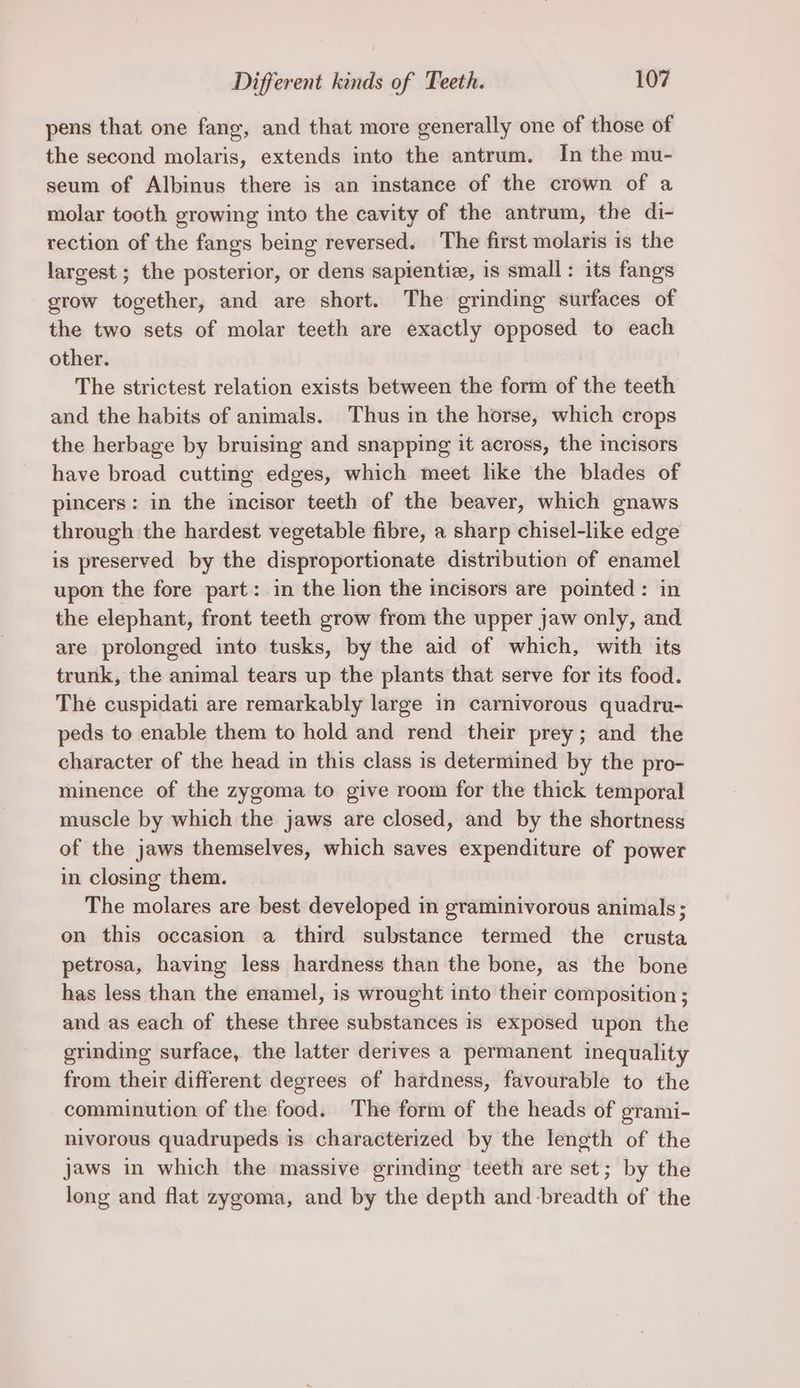 pens that one fang, and that more generally one of those of the second molaris, extends into the antrum. In the mu- seum of Albinus there is an instance of the crown of a molar tooth growing into the cavity of the antrum, the di- rection of the fangs being reversed. The first molaris is the largest ; the posterior, or dens sapientiz, is small: its fangs grow together, and are short. The grinding surfaces of the two sets of molar teeth are exactly opposed to each other. The strictest relation exists between the form of the teeth and the habits of animals. Thus in the horse, which crops the herbage by bruising and snapping it across, the incisors have broad cutting edges, which meet like the blades of pincers: in the incisor teeth of the beaver, which gnaws through the hardest vegetable fibre, a sharp chisel-like edge is preserved by the disproportionate distribution of enamel upon the fore part: in the lion the incisors are pointed: in the elephant, front teeth grow from the upper jaw only, and are prolonged into tusks, by the aid of which, with its trunk, the animal tears up the plants that serve for its food. The cuspidati are remarkably large in carnivorous quadru- peds to enable them to hold and rend their prey; and the character of the head in this class is determined by the pro- minence of the zygoma to give room for the thick temporal muscle by which the jaws are closed, and by the shortness of the jaws themselves, which saves expenditure of power in closing them. The molares are best developed in graminivorous animals; on this occasion a third substance termed the crusta petrosa, having less hardness than the bone, as the bone has less than the enamel, is wrought into their composition ; and as each of these three substances is exposed upon the grinding surface, the latter derives a permanent inequality from their different degrees of hardness, favourable to the comminution of the food. The form of the heads of grami- nivorous quadrupeds is characterized by the length of the jaws in which the massive grinding teeth are set; by the long and flat zygoma, and by the depth and-breadth of the