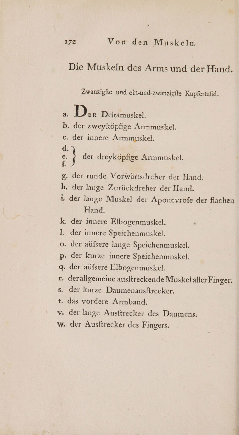 Die Muskeln des Arms und der Hand. Zwanzigfle und ein-und-zwanzigfte Kupfertafel: 2. Dir Deltamuskel. b. der zweyköpfige Armmuskel. c. der innere Armmuskel. d. | : h der dreyköpfige Armmuskel. g. der runde Vorwärtsdreher der Hand. h. der lange Zurückdreher der Hand. 1. der lange Muskel der Aponevrofe der flachen Hand. k. der innere Elbogenmuskel. l. der innere Speichenmuskel. o. der aülsere lange Speichenmuskel. p- der kurze innere Speichenmuskel. g. der aüfsere Elbogenmuskel. r. derallgemeine ausftreckende Muskel aller Finger. s. der kurze Daumenausftrecker. t. das vordere Armband. v. der lange Ausftrecker des Daumens. w. der Ausftrecker des Fingers.
