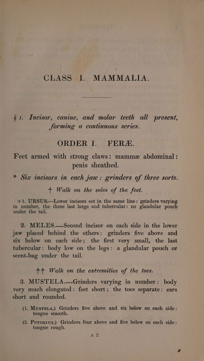 CLASS I. MAMMALIA. § x. Incisor, canine, and molar teeth all present, forming a continuous series. ORDER I. FER. Feet armed with strong claws: mamme abdominal : penis sheathed. * Six incisors in each jaw: grinders of three sorts. + Walk on the soles of the feet. +1. URSUS.—Lower incisors set in the same line: grinders varying in number, the three last large and tubercular: no glandular pouch under the tail. 2. MELES.—Second incisor on each side in the lower jaw placed behind the others: grinders five above and six below ‘on each side; the first very small, the last tubercular: body low on the legs: a glandular pouch or scent-bag under the tail. ++ Walk on the extremities of the toes. 3. MUSTELA.—Grinders varying in number: body very much elongated: feet short; the toes separate: ears short and rounded. (1. Mustexa.) Grinders five above and six below on each side: tongue smooth. (2. Purorius.) Grinders four above and five below on each side: tongue rough. 4.2