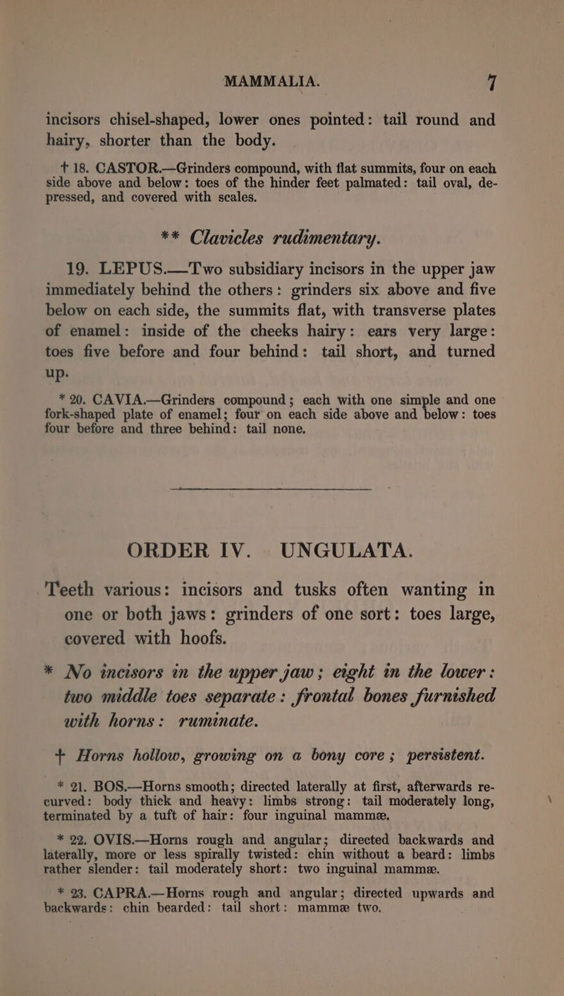 incisors chisel-shaped, lower ones pointed: tail round and hairy, shorter than the body. + 18. CASTOR.—Grinders compound, with flat summits, four on each side above and below: toes of the hinder feet palmated: tail oval, de- pressed, and covered with scales. ** Clavicles rudimentary. 19. LEPUS.—Two subsidiary incisors in the upper jaw immediately behind the others: grinders six above and five below on each side, the summits flat, with transverse plates of enamel: inside of the cheeks hairy: ears very large: toes five before and four behind: tail short, and turned up. * 20. CAVIA.—Grinders compound; each with one simple and one fork-shaped plate of enamel; four on each side above and below: toes four before and three behind: tail none. ORDER IV. UNGULATA. Teeth various: incisors and tusks often wanting in one or both jaws: grinders of one sort: toes large, covered with hoofs. * No incisors in the upper jaw; eight in the lower: two middle toes separate: frontal bones furnished with horns: ruminate. + Horns holiow, growing on a bony core; persistent. * 21. BOS.—Horns smooth; directed laterally at first, afterwards re- curved: body thick and heavy: limbs strong: tail moderately long, terminated by a tuft of hair: four inguinal mamme. * 92. OVIS.—Horns rough and angular; directed backwards and laterally, more or less spirally twisted: chin without a beard: limbs rather slender: tail moderately short: two inguinal mamme. * 93. CAPRA.—Horns rough and angular; directed upwards and backwards: chin bearded: tail short: mamme two.