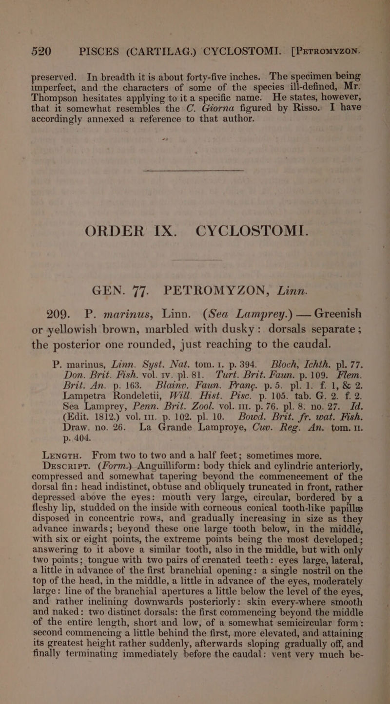 preserved. In breadth it is about forty-five inches. The specimen being imperfect, and the characters of some of the species ill-defined, Mr- Thompson hesitates applying to it a specific name. He states, however, that it somewhat resembles the C. Giorna figured by Risso. I have accordingly annexed a reference to that author. - ORDER [X. CYCLOSTOMI. GEN. 77. PETROMYZON, Linn. 209. P. marinus, Linn. (Sea Lamprey.) — Greenish or yellowish brown, marbled with dusky: dorsals separate ; the posterior one rounded, just reaching to the caudal. P. marinus, Linn. Syst. Nat. tom.1. p. 394. Bloch, Ichth. pl. 77. Don. Brit. Fish. vol. rv. pl. 81. Turt. Brit. Faun. p.109. Flem. Brit. An. p. 163. Blainv. Faun. Frang. p.5. pl. 1. f. 1, &amp; 2. Lampetra Rondeletii, Will. Hist. Pisc. p. 105. tab. G. 2. f. 2. Sea Lamprey, Penn. Brit. Zool. vol. 1m. p. 76. pl. 8. no. 27. Id. (Edit. 1812.) vol. 1. p. 102. pl. 10. Bowd. Brit. fr. wat. Fish. Draw. no. 26. La Grande Lamproye, Cw. Reg. An. tom. 0. p- 404. Lenetu. From two to two and a half feet; sometimes more. Descripr. (Form.) Anguilliform: body thick and cylindric anteriorly, compressed and somewhat tapering beyond the commencement of the dorsal fin: head indistinct, obtuse and obliquely truncated in front, rather depressed above the eyes: mouth very large, circular, bordered by a fleshy lip, studded on the inside with corneous conical tooth-like papille disposed in concentric rows, and gradually increasing in size as they advance inwards; beyond these one large tooth below, in the middle, with six or eight points, the extreme points being the most developed ; answering to it above a similar tooth, also in the middle, but with only two points; tongue with two pairs of crenated teeth: eyes large, lateral, a little in advance of the first branchial opening: a single nostril on the top of the head, in the middle, a little in advance of the eyes, moderately large: line of the branchial ‘apertures a little below the level of the eyes, and rather inclining downwards posteriorly: skin every-where smooth and naked: two distinct dorsals: the first commencing beyond the middle of the entire length, short and low, of a somewhat semicircular form: second commencing a little behind the first, more elevated, and attaining its greatest height rather suddenly, afterwards sloping gradually off, and finally terminating immediately before the caudal: vent very much be-