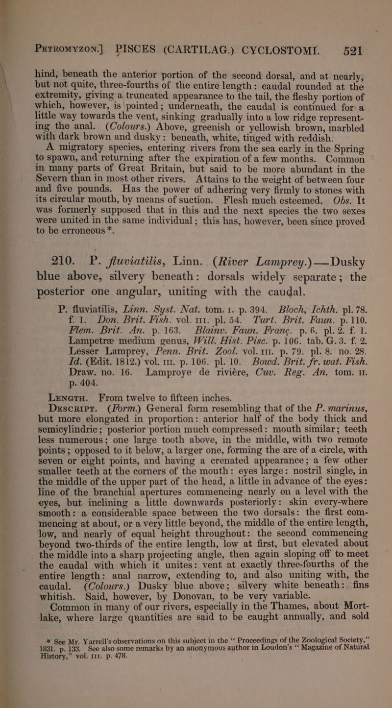 7s | _ Perromyzon.] PISCES (CARTILAG.) CYCLOSTOMI. 521 hind, beneath the anterior portion of the second dorsal, and at nearly, but not quite, three-fourths of the entire length: caudal rounded at the extremity, giving a truncated appearance to the tail, the fleshy portion of which, however, is pointed; underneath, the caudal is continued for: a little way towards the vent, sinking gradually into a low ridge represent- ing the anal. (Colours.) Above, greenish or yellowish brown, marbled with dark brown and dusky: beneath, white, tinged with reddish. A migratory species, entering rivers from the sea early in the Spring to spawn, and returning after the expiration of a few months. Common ° im many parts of Great Britain, but said to be more abundant in the Severn than in most other rivers. Attains to the weight of between four and five pounds. Has the power of adhering very firmly to stones with its cireular mouth, by means of suction. Flesh much esteemed. Obs. It was formerly supposed that in this and the next species the two sexes were united in the same individual ; this has, however, been since proved to be erroneous *. 210. P. fluviatilis, Linn. (River Lamprey.)—Dusky blue above, silvery beneath: dorsals widely separate; the posterior one angular, uniting with the caudal. P. fluviatilis, Linn. Syst. Nat. tom.1. p.394. Bloch, Ichth. pl. 78. f.1. Don. Brit. Fish. vol. ur. pl. 54. Turt. Brit. Faun. p. 110. Flem. Brit. An. p. 163. Blainv. Faun. Franc. p.6. pl. 2. f. 1. Lampetre medium genus, Will. Hist. Pisc. p. 106. tab. G.3. f. 2. Lesser Lamprey, Penn. Brit. Zool. vol. 11. p. 79. pl. 8. no. 28. Id. (Edit. 1812.) vol. m1. p. 106. pl. 10. Bowd. Brit. fr. wat. Fish. Draw. no. 16. Lamproye de riviére, Cuv. Reg. An. tom. U. p. 404. LenetH. From twelve to fifteen inches. Descript. (Form.) General form resembling that of the P. marinus, but more elongated in proportion: anterior half of the body thick and semicylindric; posterior portion much compressed: mouth similar; teeth less numerous; one large tooth above, in the middle, with two remote points ; opposed to it below, a larger one, forming the arc of a circle, with seven or eight points, and having a crenated appearance; a few other smaller teeth at the corners of the mouth: eyes large: nostril single, in the middle of the upper part of the head, a little in advance of the eyes: line of the branchial apertures commencing nearly on a level with the eyes, but inclining a little downwards posteriorly: skin every-where smooth: a considerable space between the two dorsals: the first com- mencing at about, or a very little beyond, the middle of the entire length, low, and nearly of equal height throughout: the second commencing beyond two-thirds of the entire length, low at first, but elevated about the middle into a sharp projecting angle, then again sloping off to meet the caudal with which it unites: vent at exactly three-fourths of the entire length: anal narrow, extending to, and also uniting with, the caudal. (Colours.) Dusky blue above; silvery white beneath: fins whitish. Said, however, by Donovan, to be very variable. Common in many of our rivers, especially in the Thames, about Mort- lake, where large quantities are said to be caught annually, and sold * See Mr. Yarrell’s observations on this subject in the ‘“‘ Proceedings of the Zoological Society,” 1831. p. 133. See also some remarks by an anonymous author in Loudon’s “ Magazine of Natural History,” vol. 111. p. 478.
