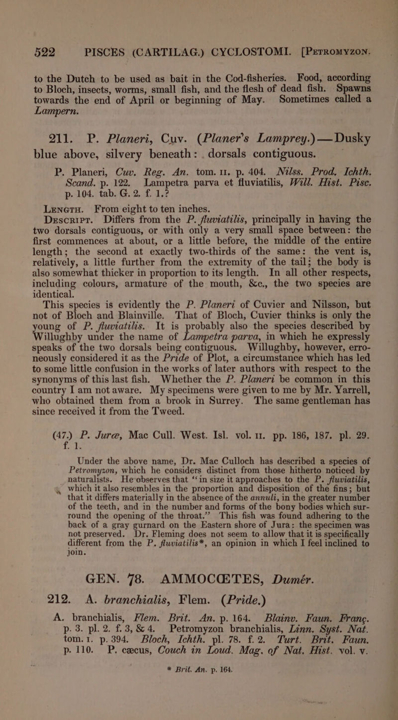 to the Dutch to be used as bait in the Cod-fisheries. Food, according to Bloch, insects, worms, small fish, and the flesh of dead fish. Spawns towards the end of April or beginning of May. Sometimes called a Lampern. 211. P. Planeri, Cuv. (Planers Lamprey.)— Dusky blue above, silvery beneath: , dorsals contiguous. P. Planeri, Cuv. Reg. An. tom. 11. p. 404. Nélss. Prod, Ichth. Scand. p. 122. Lampetra parva et fluviatilis, Will. Hist. Pisce. p- 104. tab. G. 2. f. 1.2 Lenetru. From eight to ten inches. Descript. Differs from the P. fluviatilis, principally in having the two dorsals contiguous, or with only a very small space between: the first commences at about, or a little before, the middle of the entire length; the second at exactly two-thirds of the same: the vent is, relatively, a little further from the extremity of the tail; the body is also somewhat thicker in proportion to its length. In all other respects, including colours, armature of the mouth, &amp;c., the two species are identical. This species is evidently the P. Planeri of Cuvier and Nilsson, but not of Bloch and Blainville. That of Bloch, Cuvier thinks is only the oung of P. fluviatilis. It is probably also the species described by illughby under the name of pe Se parva, in which he expressly speaks of the two dorsals being contiguous. Willughby, however, erro- neously considered it as the Pride of Plot, a circumstance which has led to some little confusion in the works of later authors with respect to the synonyms of this last fish. Whether the P. Planert be common in this country I am not aware. My specimens were given to me by Mr. Yarrell, who obtained them from a brook in Surrey. The same gentleman has since received it from the Tweed. (47.) P. Jure, Mac Cull. West. Isl. vol. 1. pp. 186, 187. pl. 29. ig Under the above name, Dr. Mac Culloch has described a species of Petromyzon, which he considers distinct from those hitherto noticed by naturalists. He-observes that ‘‘in size it approaches to the P. fluviatilis, which it also resembles in the proportion and disposition of the fins; but that it differs materially in the absence of the annuli, in the greater number of the teeth, and in the number and forms of the bony bodies which sur- round the opening of the throat.’”’ This fish was found adhering to the back of a gray gurnard on the Eastern shore of Jura: the specimen was not preserved. Dr. Fleming does not seem to allow that it is specifically different from the P. fluviatilis*, an opinion in which I feel inclined to join. GEN. 78. AMMOCCTES, Dumér. 212. &lt;A. branchialis, Flem. (Pride.) A. branchialis, Flem. Brit. An. p. 164. Blainv. Faun. Franc. p. 3. pl. 2. f.3,&amp;4. Petromyzon branchialis, Linn. Syst. Nat. tom.1. p. 394. Bloch, Ichth. pl. 78. f.2. Turt. Brit. Faun. p. 110. P. cecus, Couch in Loud. Mag. of Nat. Hist. vol. v. * Brit. An. p. 164.